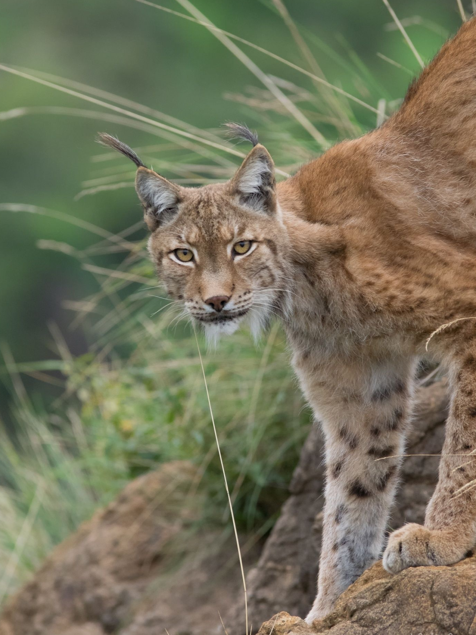 Lynx, Stunning photography, Arthur Brunner's capture, Wild cat in motion, 1540x2050 HD Phone