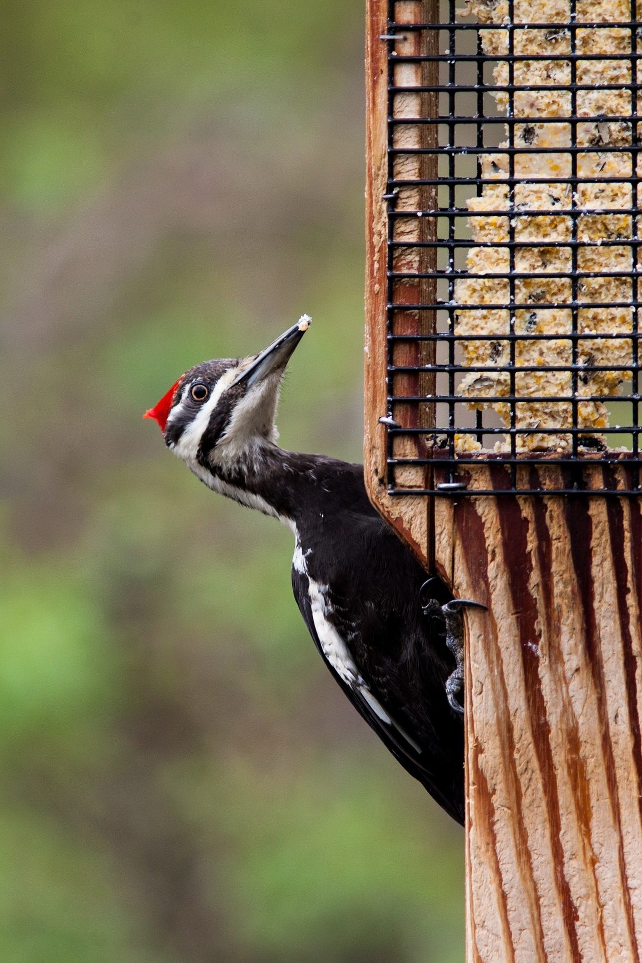 Pileated woodpecker, Bird in nature, Free photo download, Birdwatching, 1280x1920 HD Handy