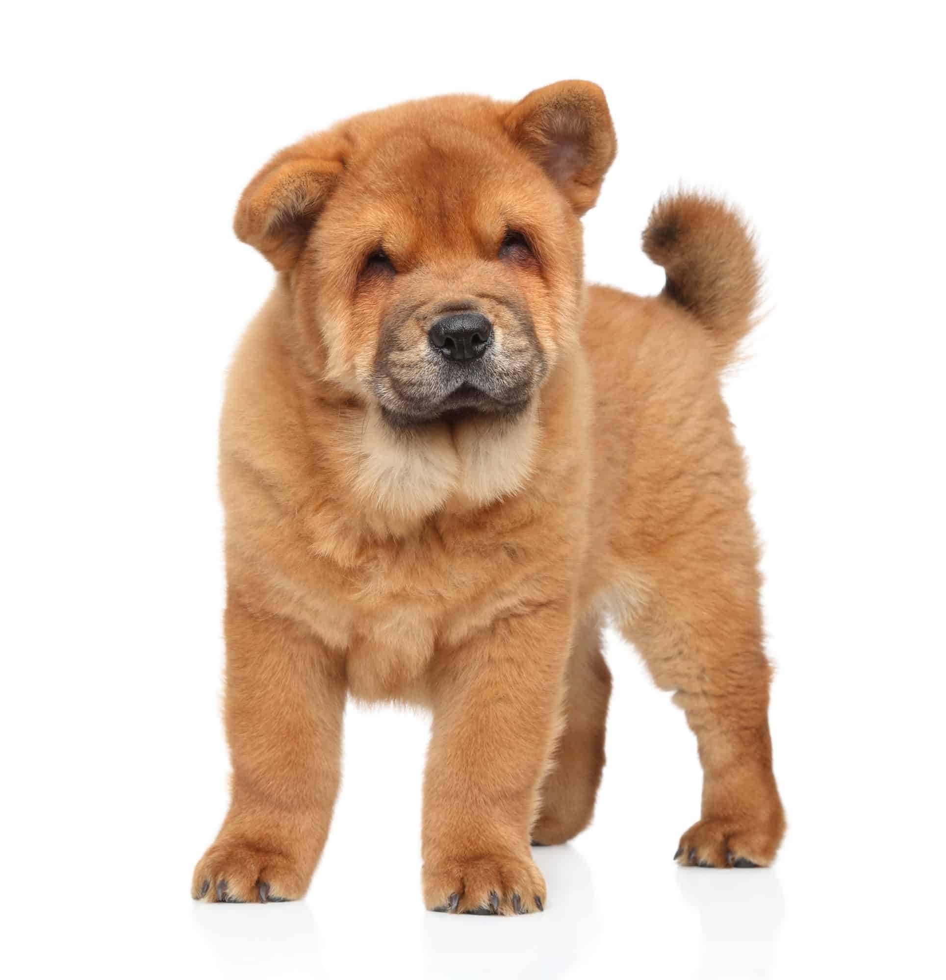 Chow Chow, Puppies for sale, Dogable, 1930x2000 HD Phone
