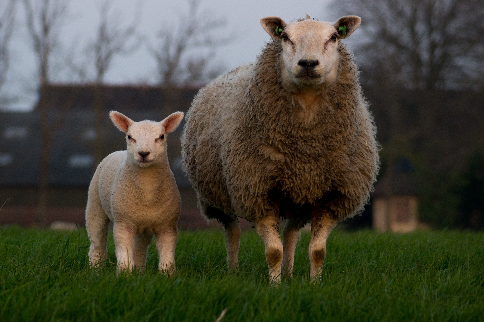Two grazing sheep, Farm animal photography, Herd in motion, Rural life, 1920x1280 HD Desktop