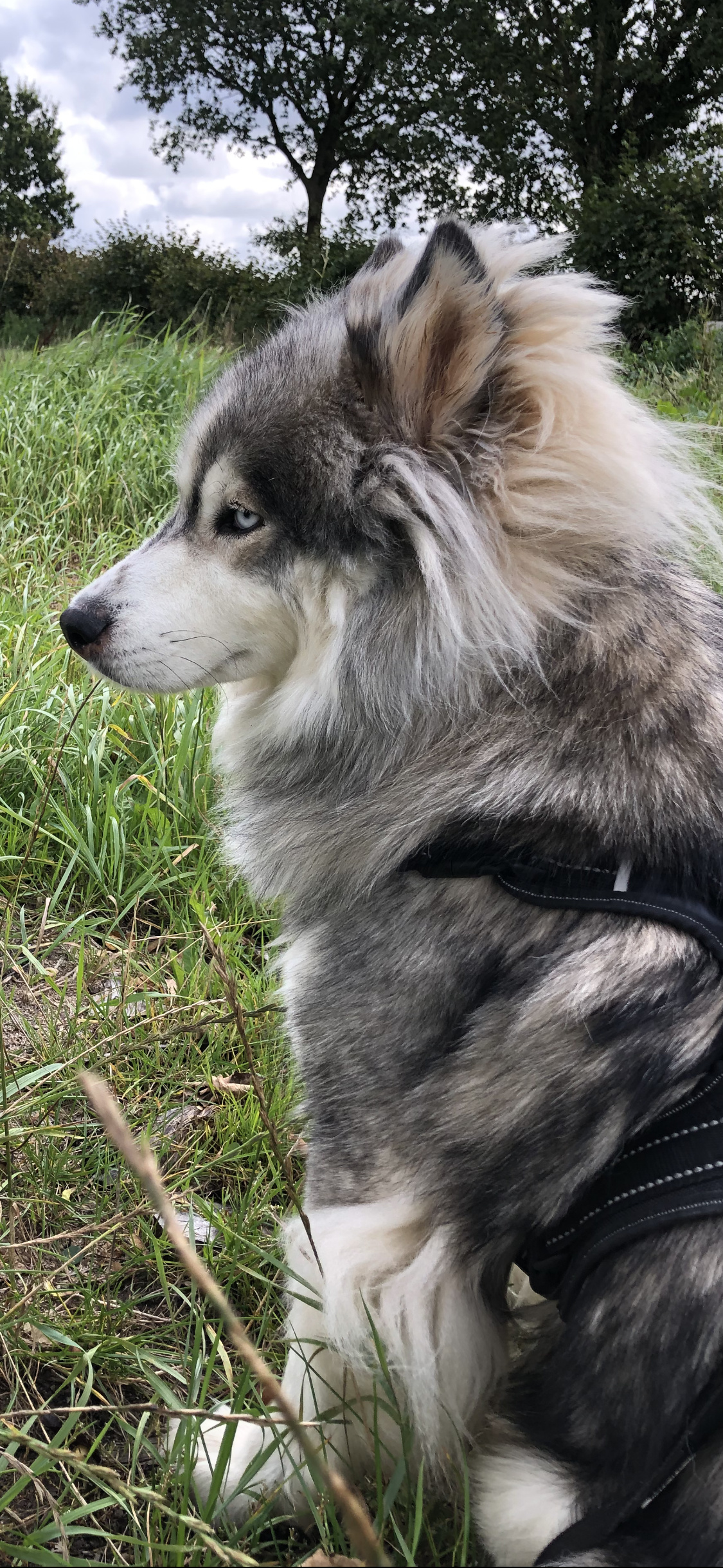 Odd-eyed alusky, Alaskan malamute-husky mix, Rescue dog, Spitz breed, 1130x2440 HD Phone