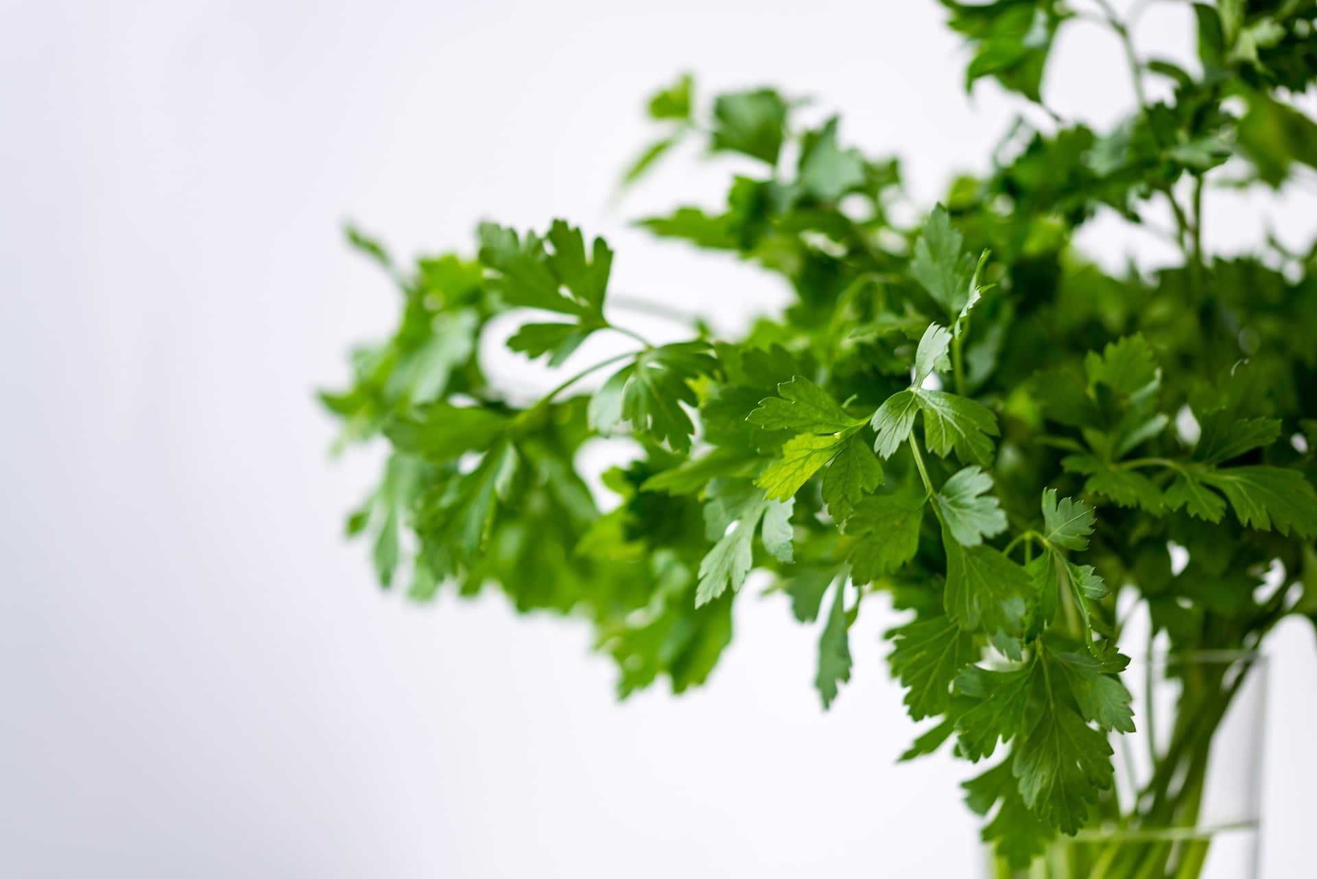 Parsley herb, Herbs and spices, Flavors and aromas, Culinary exploration, 1920x1290 HD Desktop