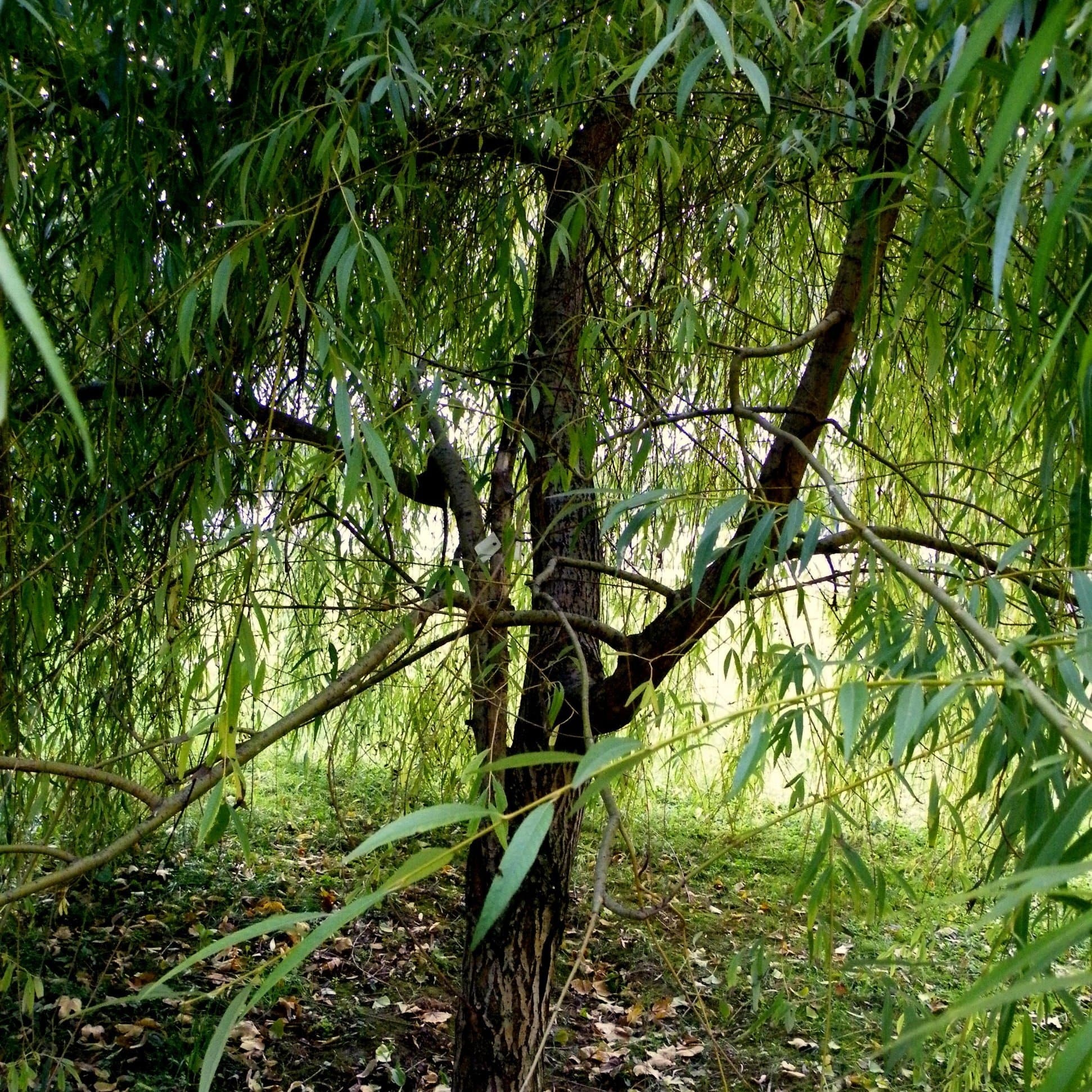 Willow Tree, Golden weeping willow, Stunning roots, Vibrant plants, 1950x1950 HD Phone