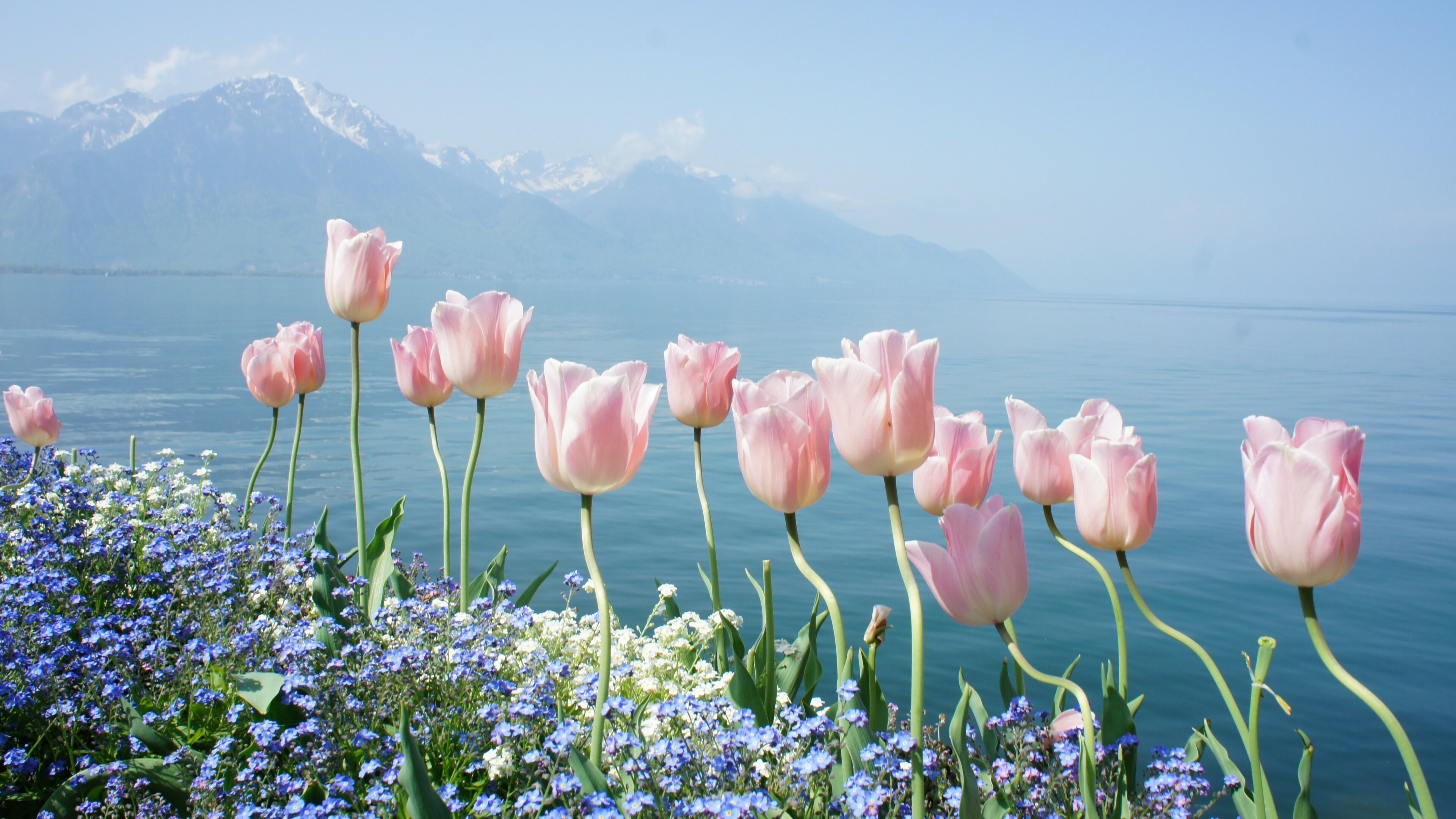 Tulip: Spring flowers, Mountains, Ecoregion. 3840x2160 4K Wallpaper.