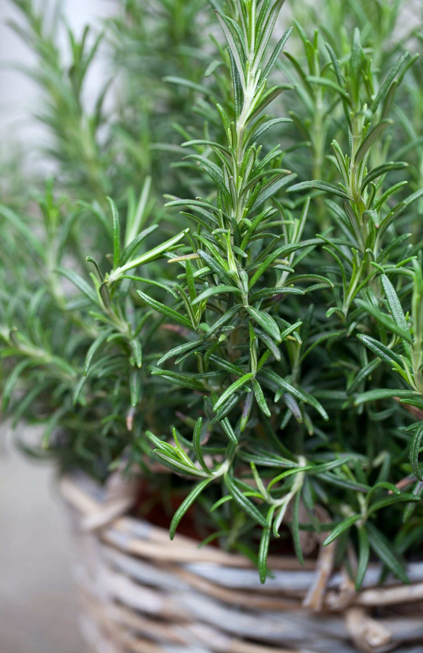 Anak pokok, Rosemary live plant, Herb plant, Lazada, 1490x2300 HD Phone