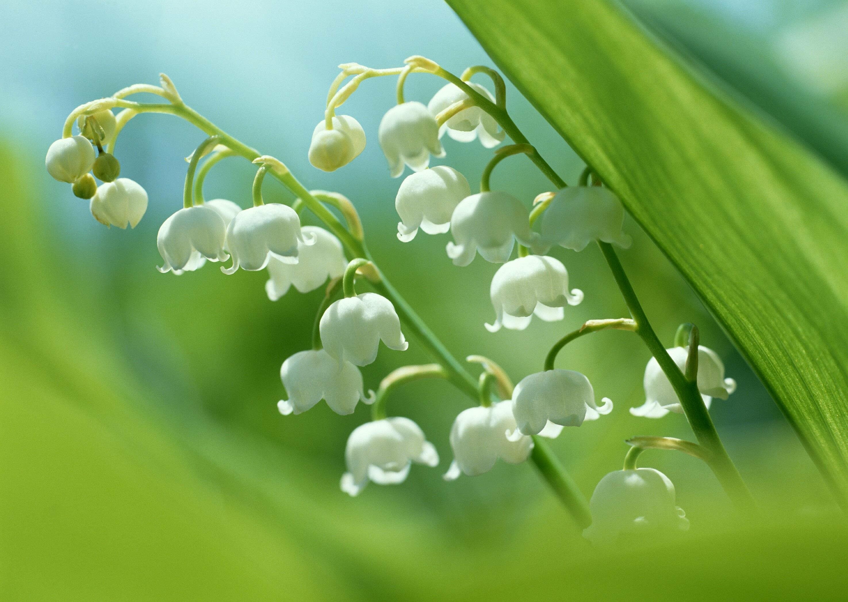 Lily of the Valley: It is native throughout the cool temperate Northern Hemisphere in Asia and Europe, Flowering plant. 2950x2100 HD Wallpaper.