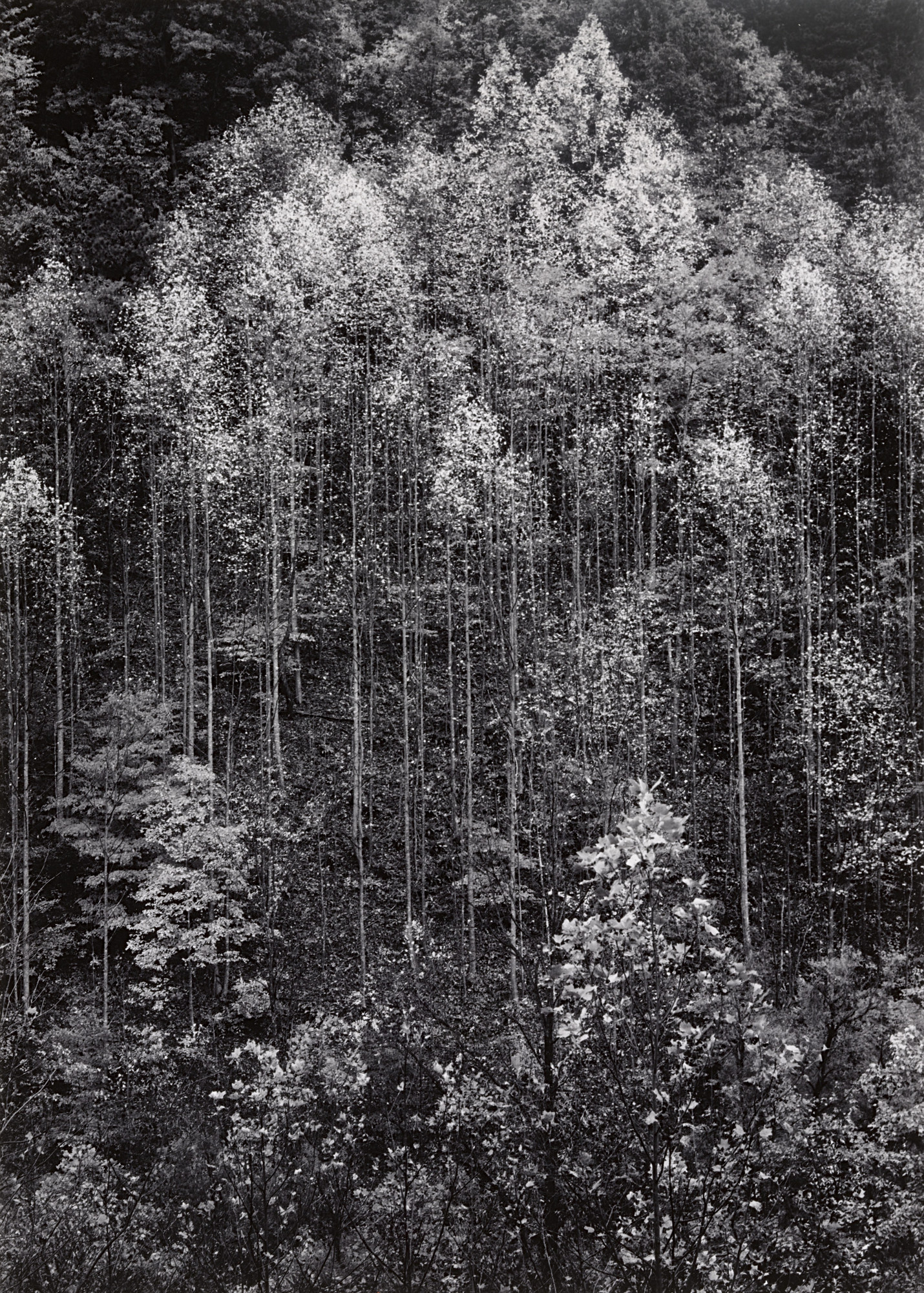 Ansel Adams, Great Smoky Mountains, Tennessee, Iconic photography, 1430x2000 HD Handy