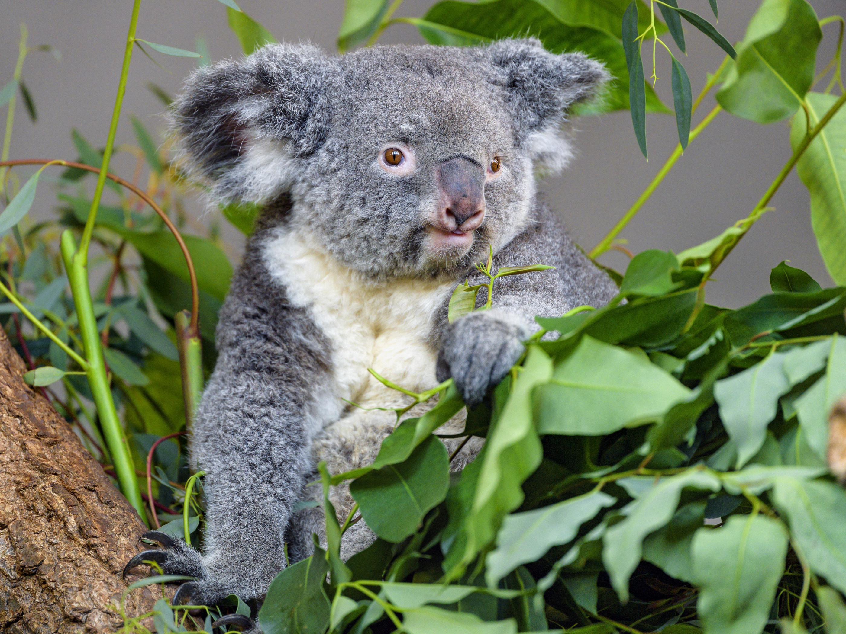 Adorable koala, Eucalyptus leaves, Wildlife wallpaper, High-definition, 2800x2100 HD Desktop