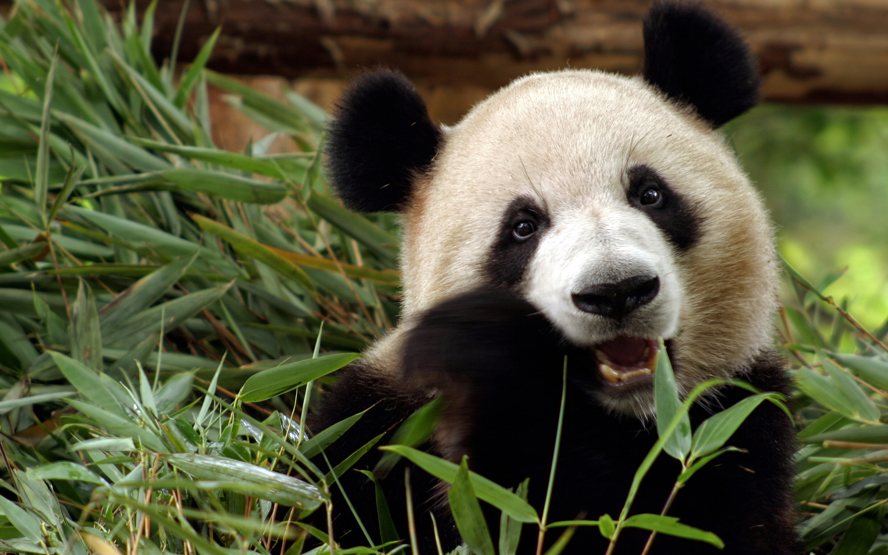 Panda: The rarest member of the bear family, Mammal. 2880x1800 HD Wallpaper.