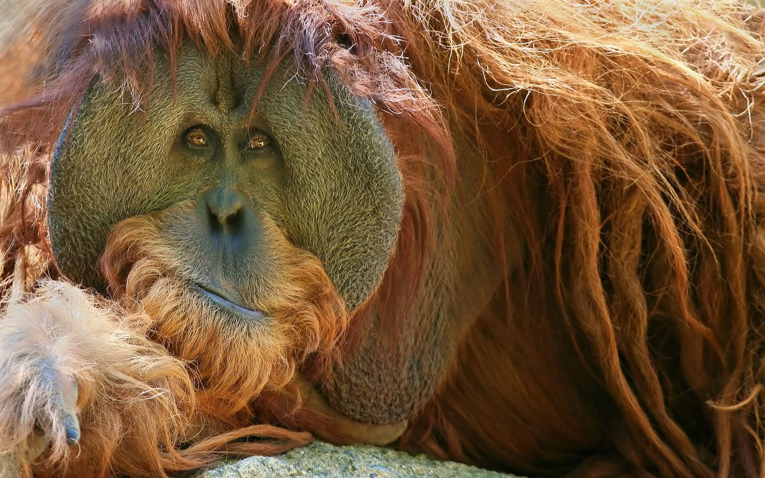 Orangutan, Top free backgrounds, Majestic wildlife, Gentle demeanor, 2560x1600 HD Desktop