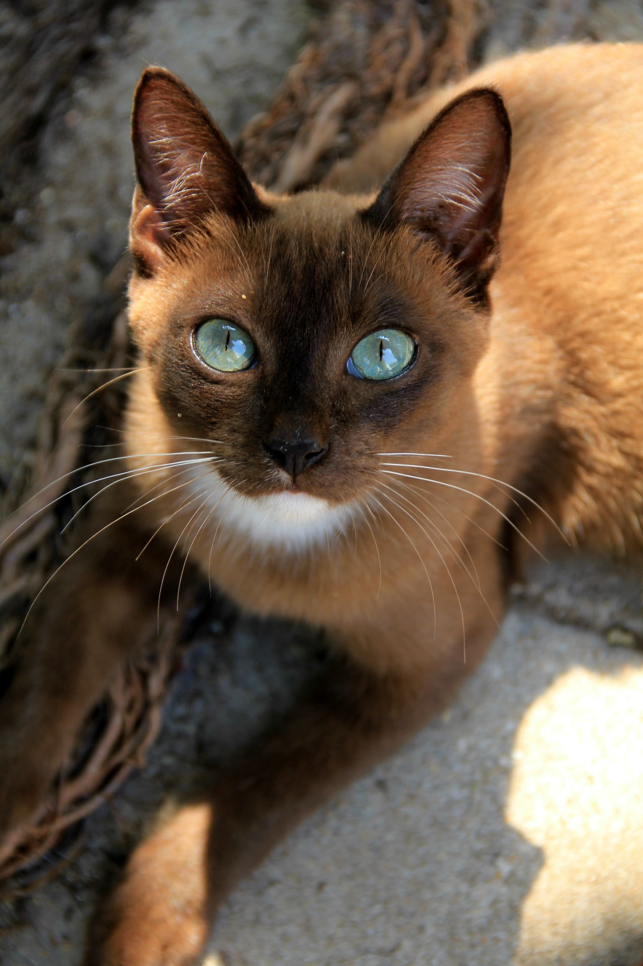 Burmese Cat, Cute and fluffy, Cuteness overload, Adorable feline, 2080x3110 HD Phone