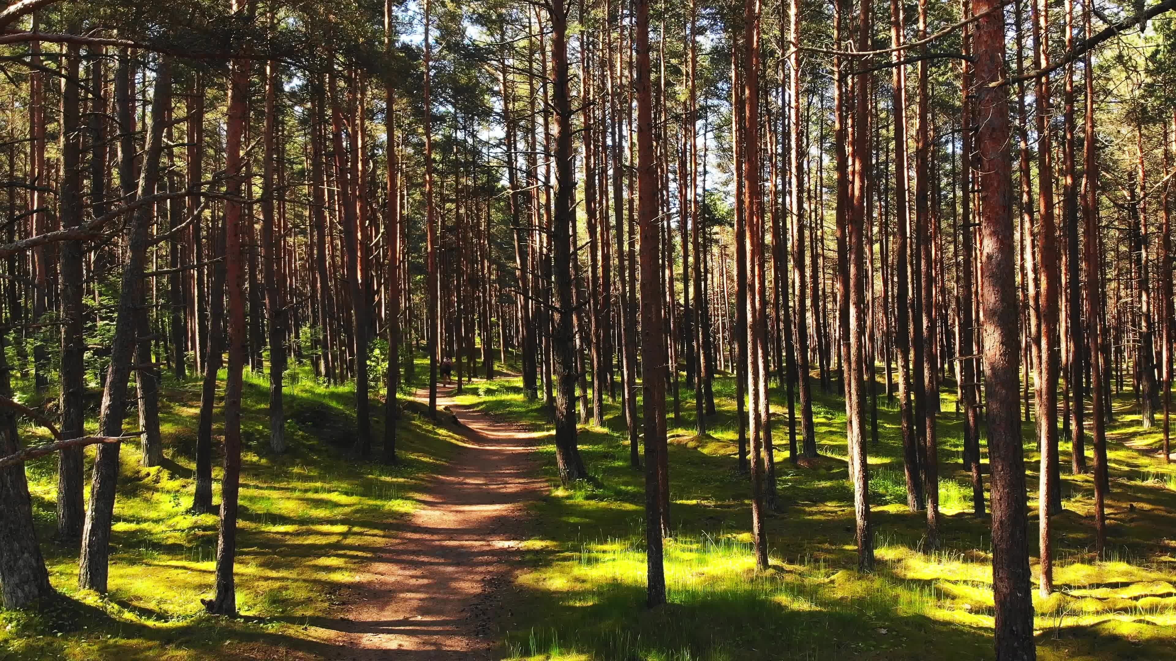 Outdoor workout, Pine tree forest, Weight loss, Active lifestyle, 3840x2160 4K Desktop