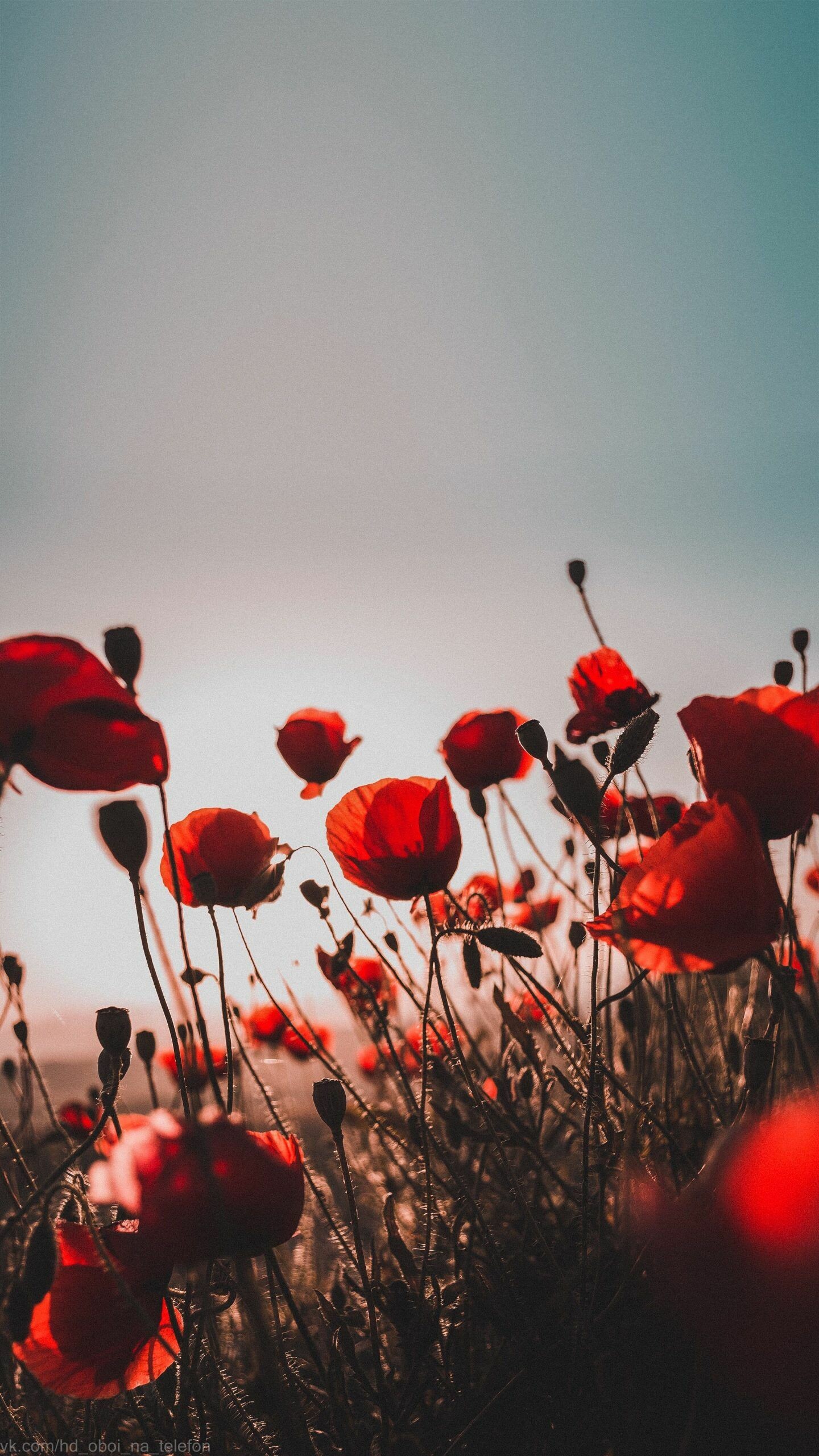 Poppy Flower: These flowers, swaying in the breeze, are the very essence of the British summer. 1440x2560 HD Wallpaper.