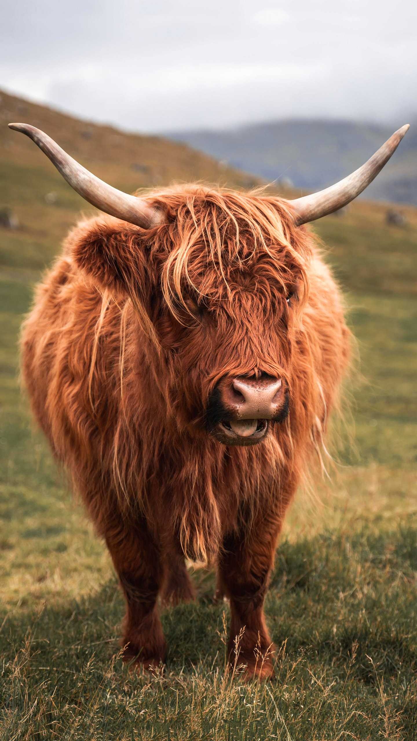 Brown cow, Beautiful wallpaper, Neutral tones, Animal photography, 1440x2560 HD Handy