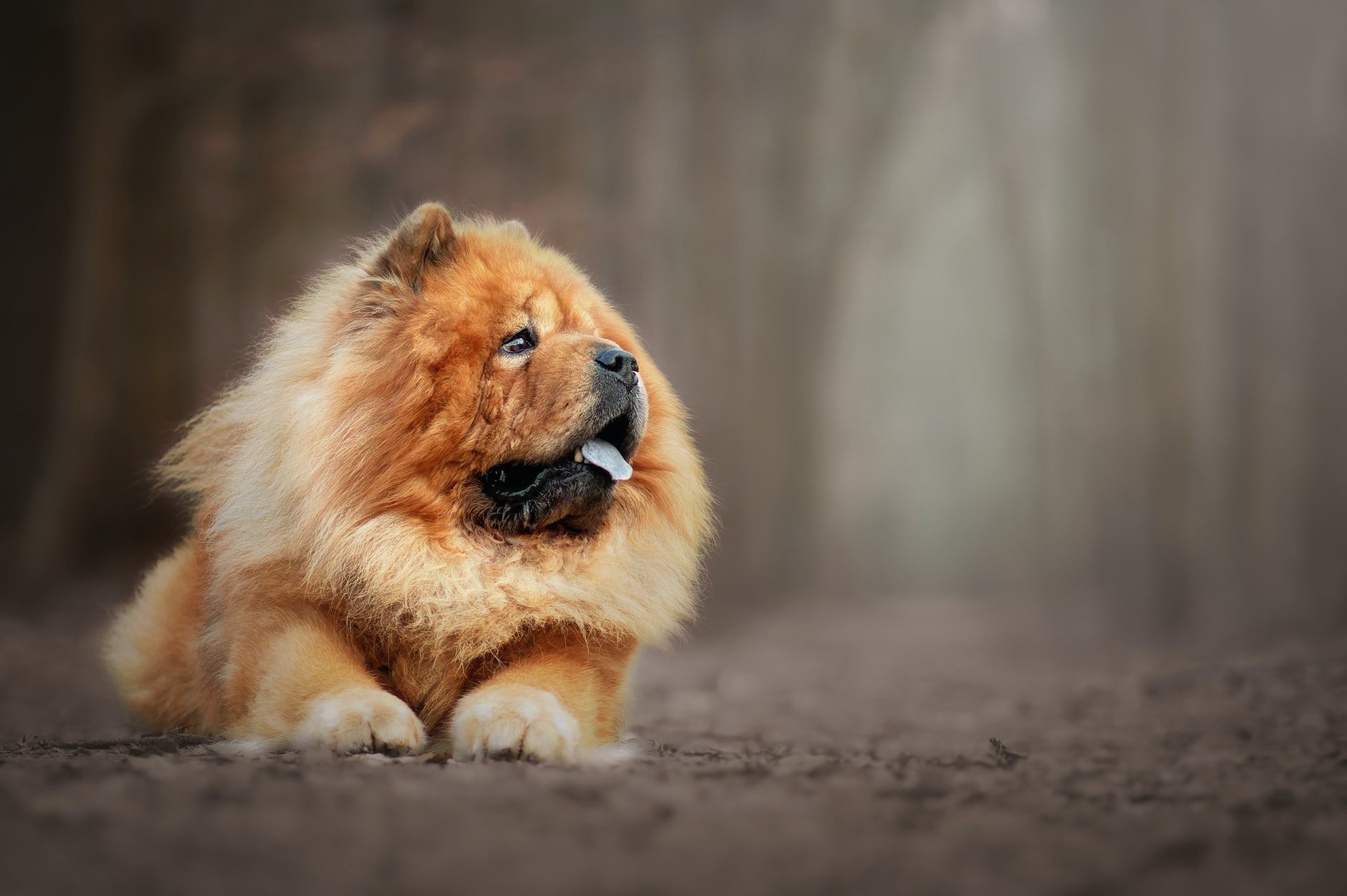 Chow Chow, Iconic breed, Recognizable appearance, 1920x1280 HD Desktop