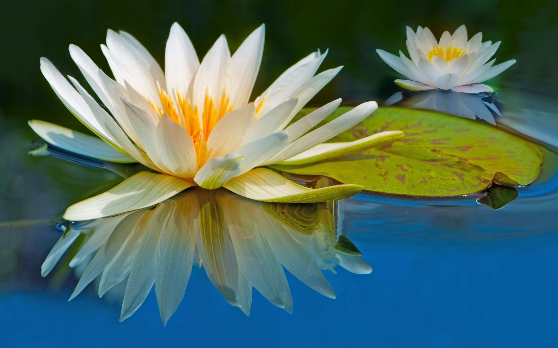 Water Lily, 4K wallpapers, High-resolution images, Stunning visuals, 1920x1200 HD Desktop