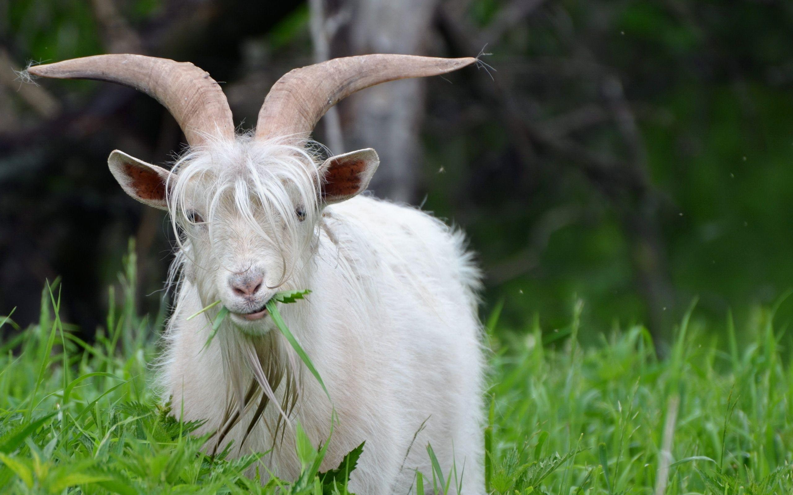 Goat, Graceful presence, Serene demeanor, Fantastic creature, 2560x1600 HD Desktop