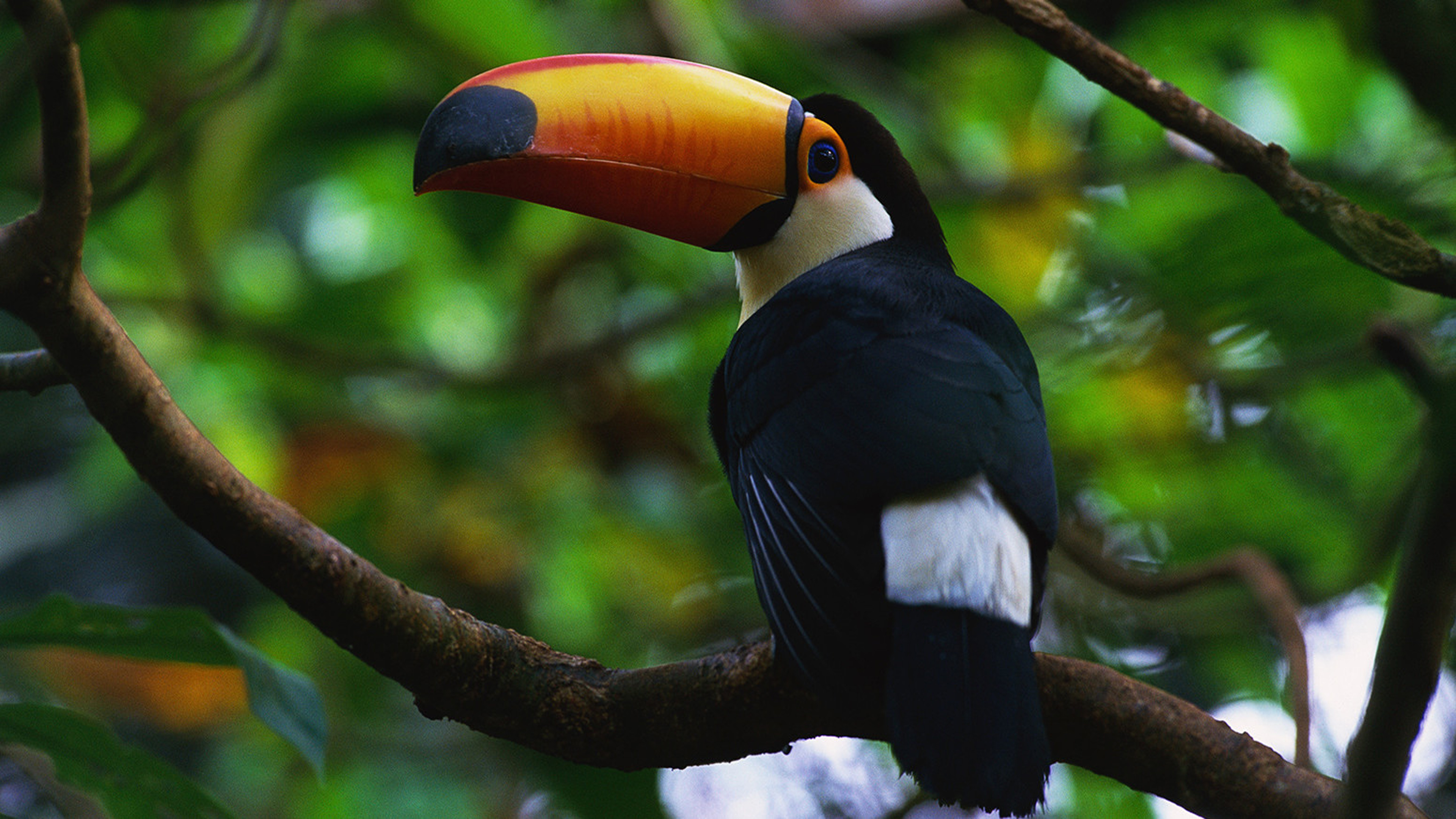 Toucan showcase, Tropical bird, Bright colours, Exotic avian species, 3840x2160 4K Desktop