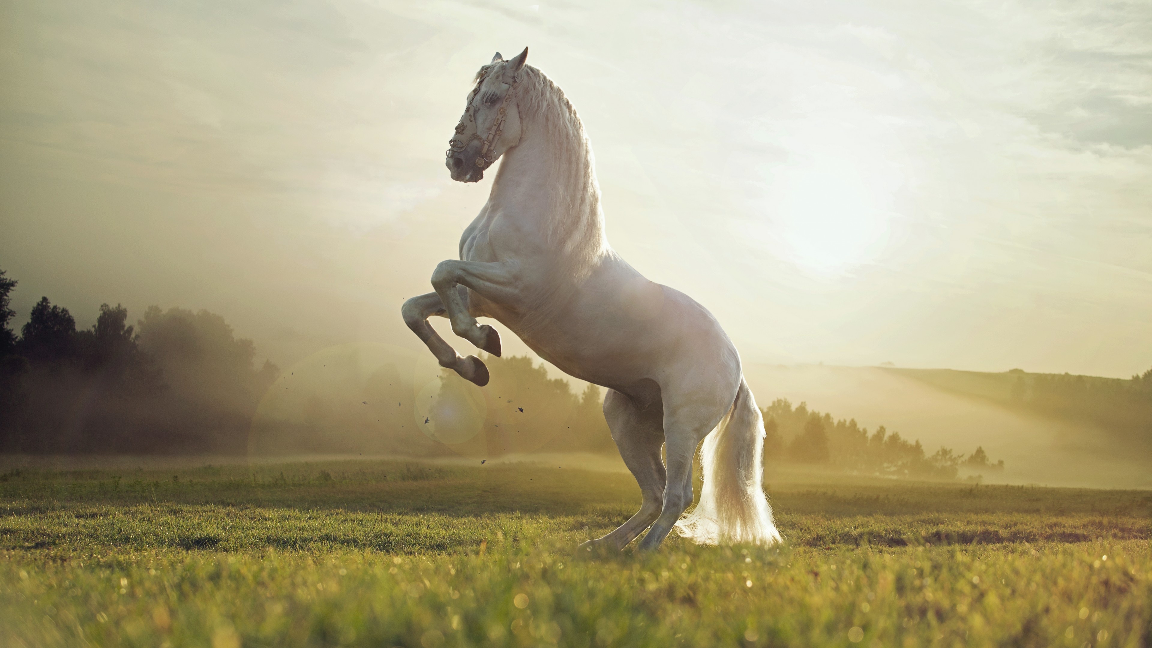 Horse: Stallion, Breed, Equine. 3840x2160 4K Background.