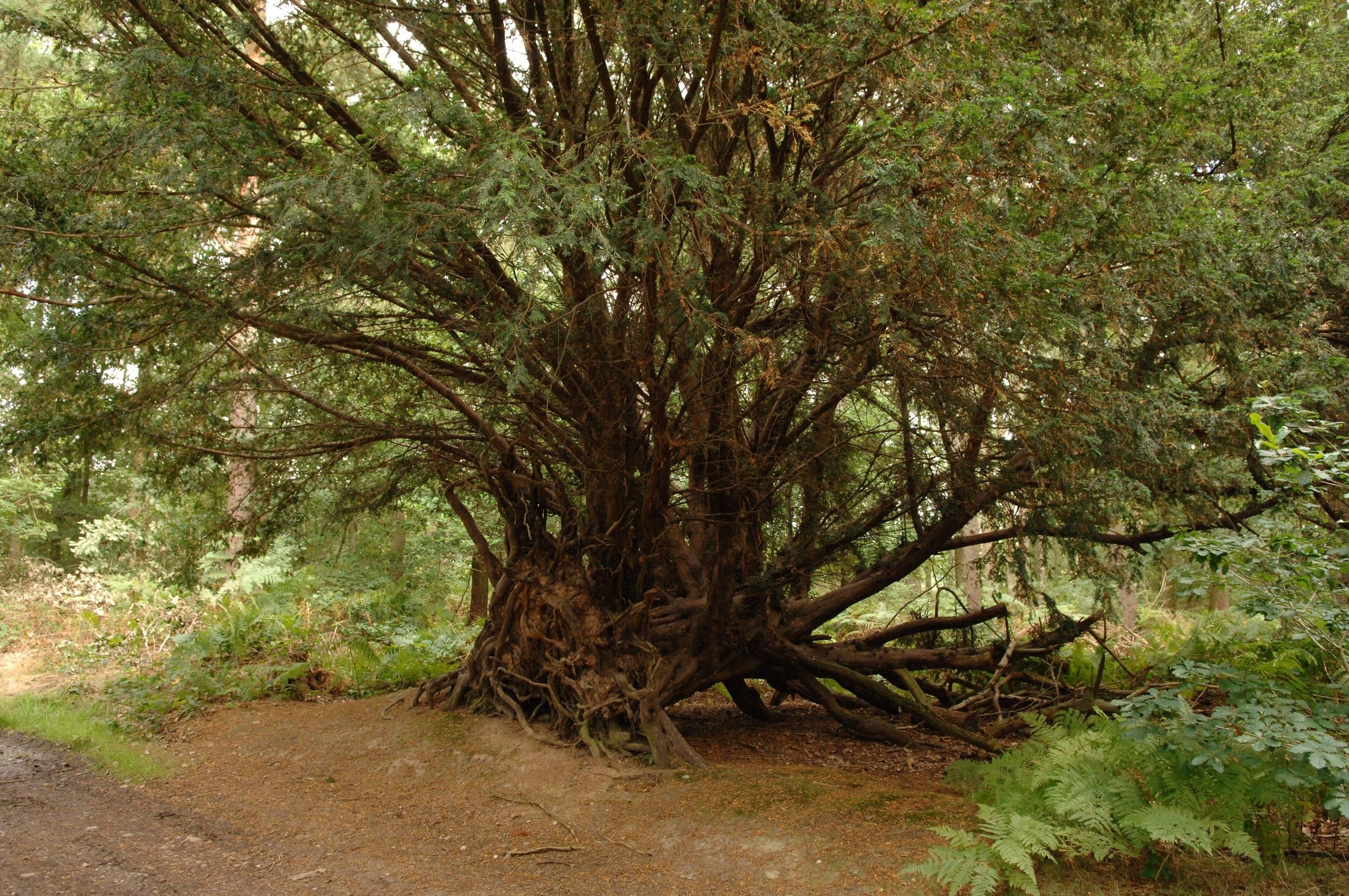 Yew, Oldest tree in Europe, Fortingall yew, Glen Lyon, 3220x2140 HD Desktop