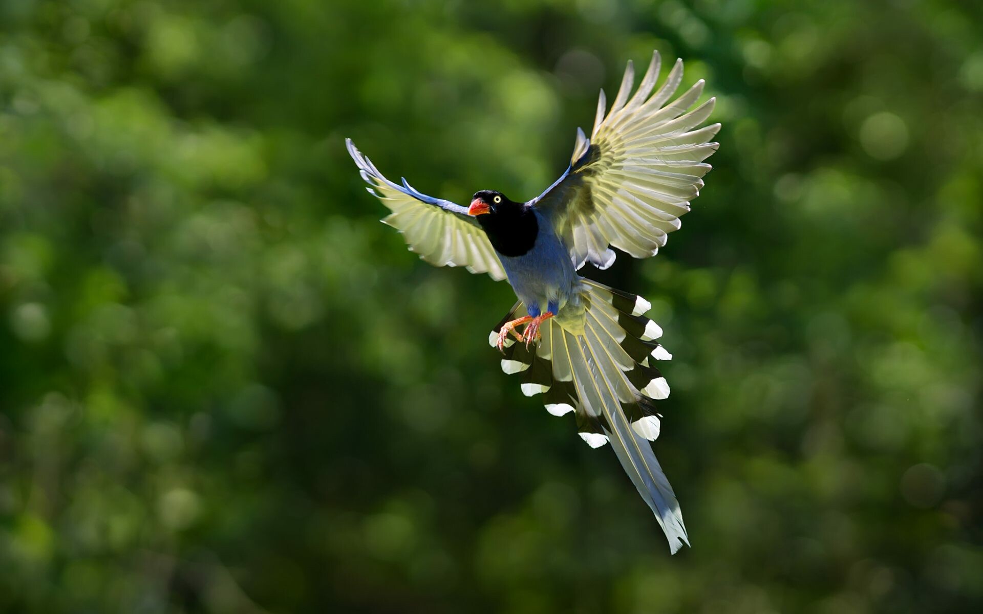 Bird: A creature with feathers and wings, Taiwan blue magpie. 1920x1200 HD Background.