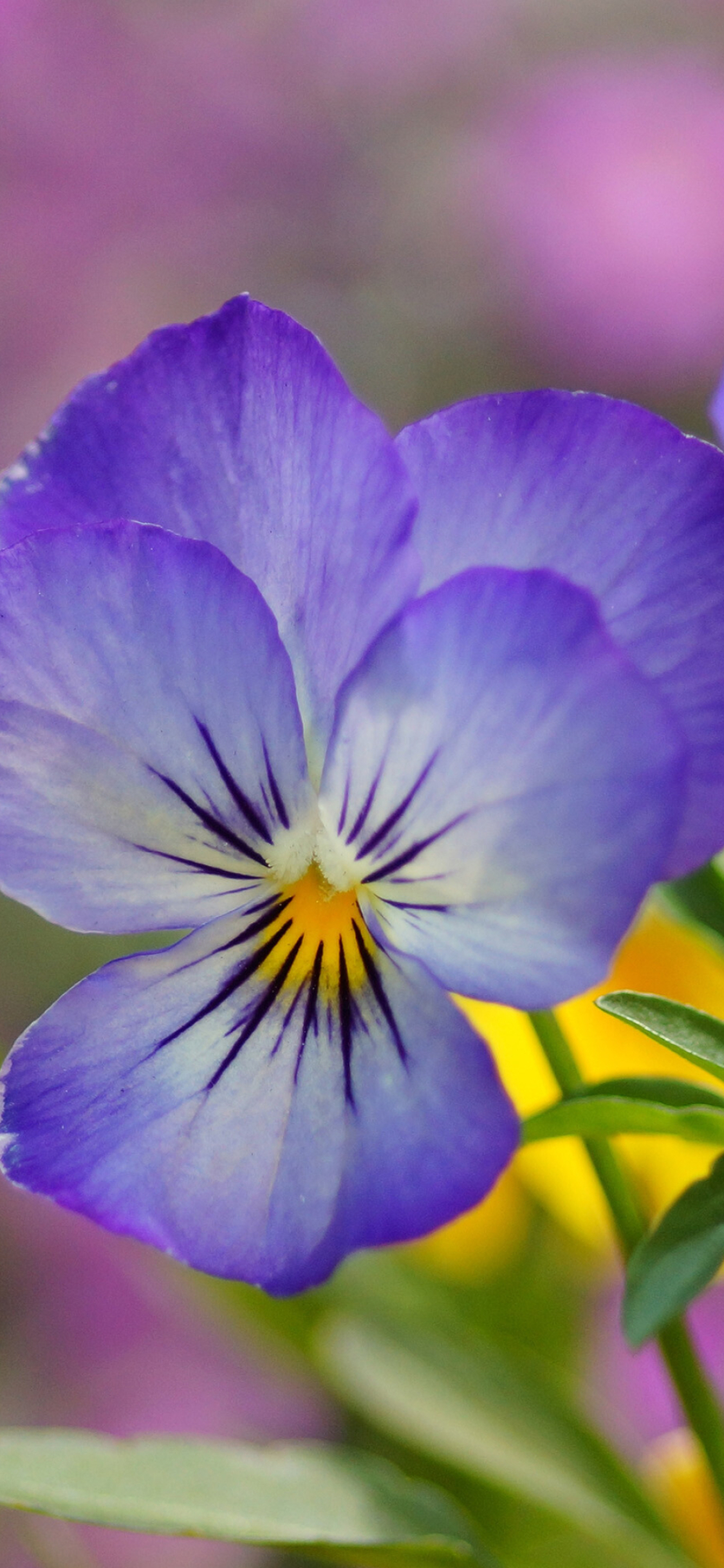 Vibrant violet petals, Nature's beauty, Violet flower field, Colourful blooms, 1130x2440 HD Phone