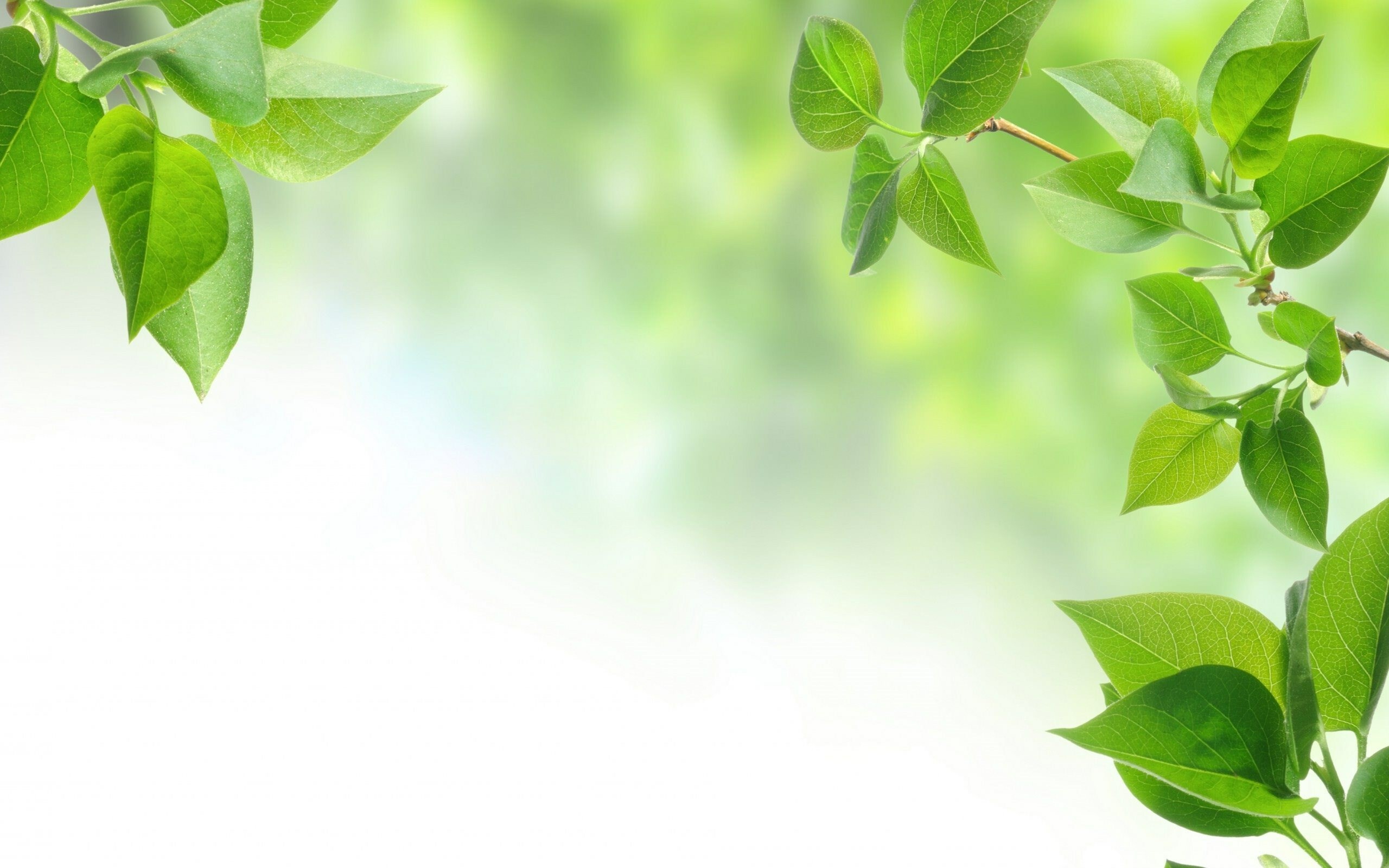Leaves: Light shining through green spring foliage, A perennial plant. 2560x1600 HD Wallpaper.