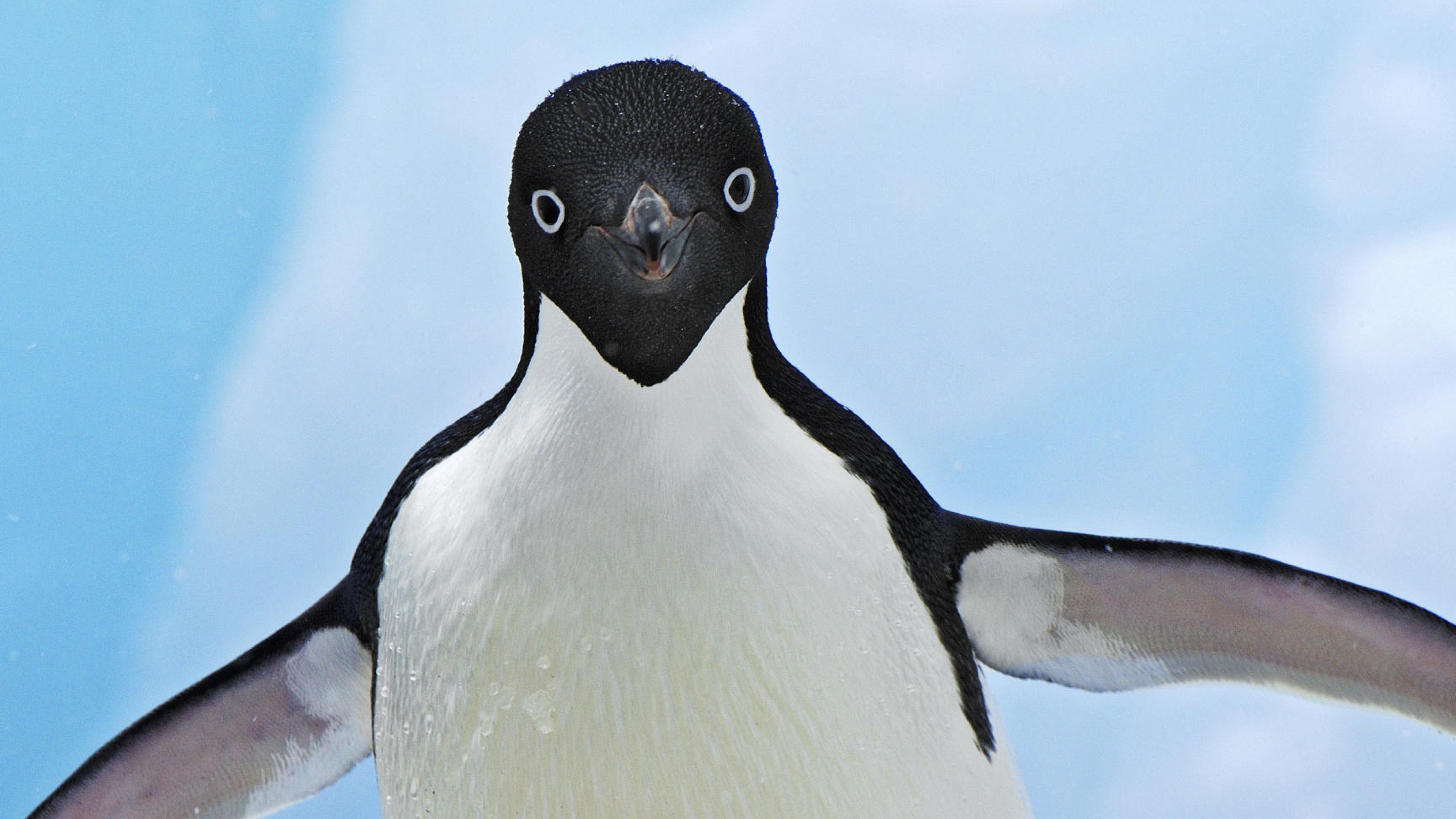 Graceful penguin, Arctic beauty, Majestic wildlife, Icy wonders, 3840x2160 4K Desktop