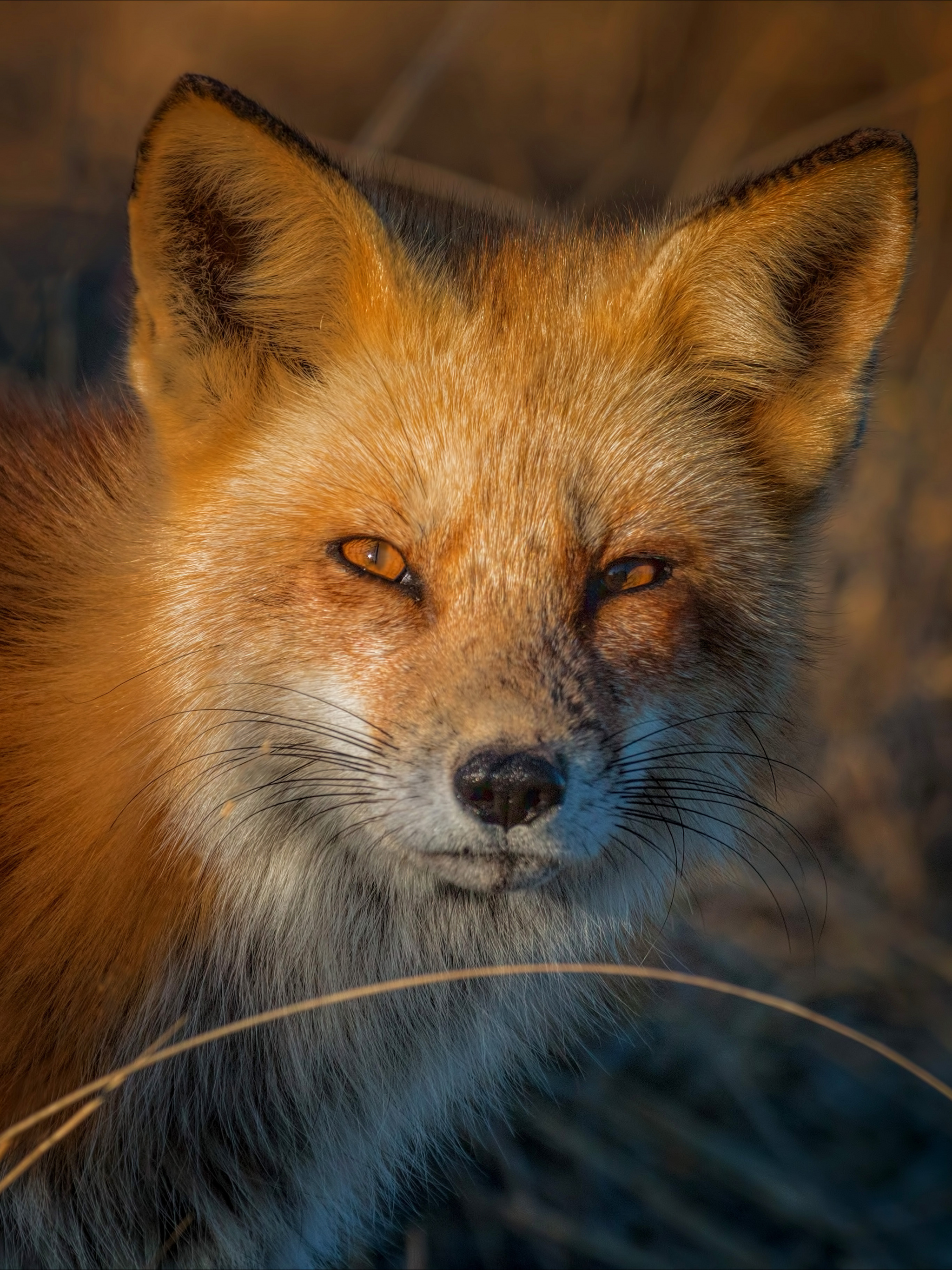 Clever animal, Vulpes, Sunset foxes, Baby foxes, 2050x2740 HD Phone