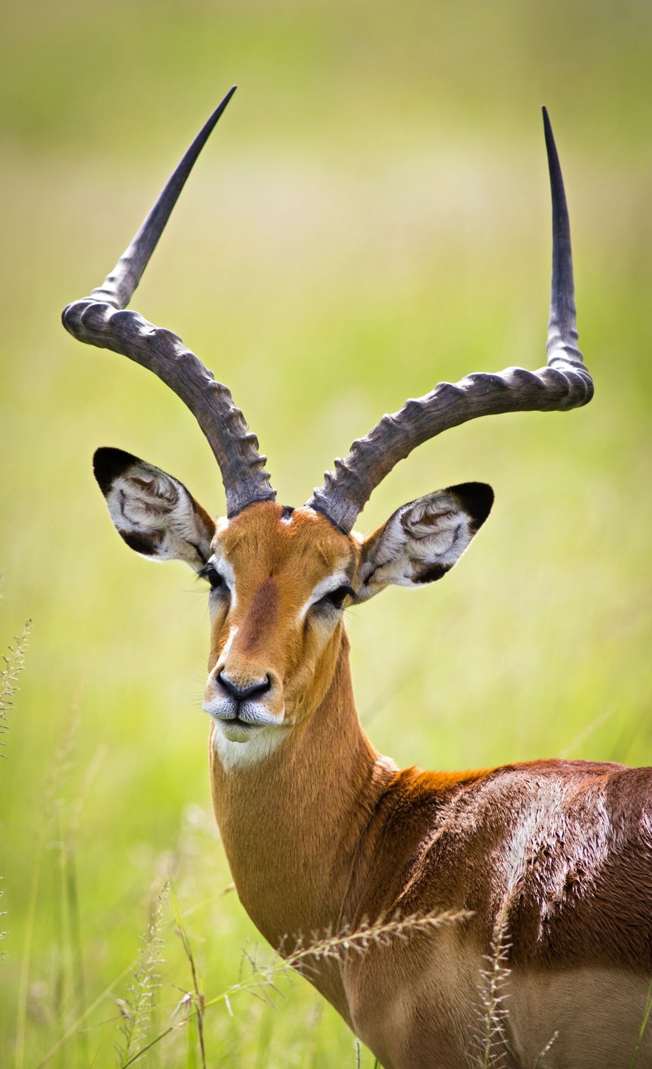 Impala, African wildlife, Wildlife photography, Antelope species, 1280x2100 HD Phone
