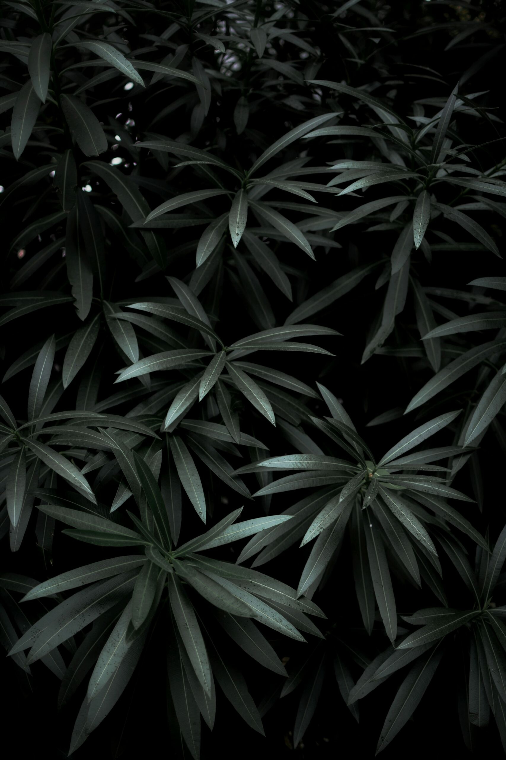 Leaves: Feather-like leaf, Flattened green outgrowth from the stem of a vascular plant. 1710x2560 HD Wallpaper.