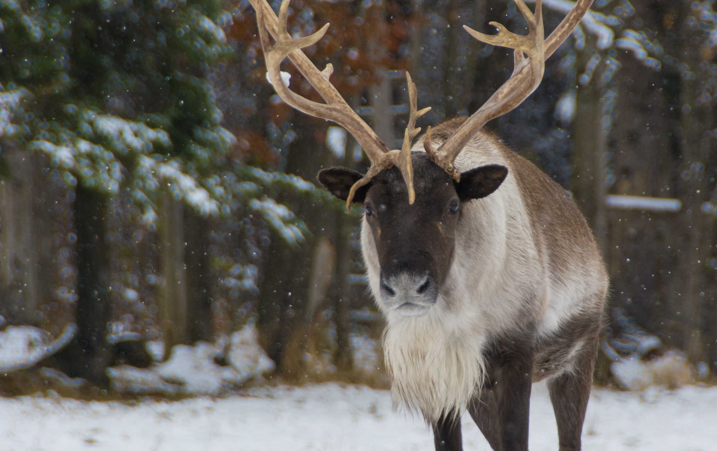 Woodland caribou, Endangered species, Canada, Conservation, 2470x1560 HD Desktop