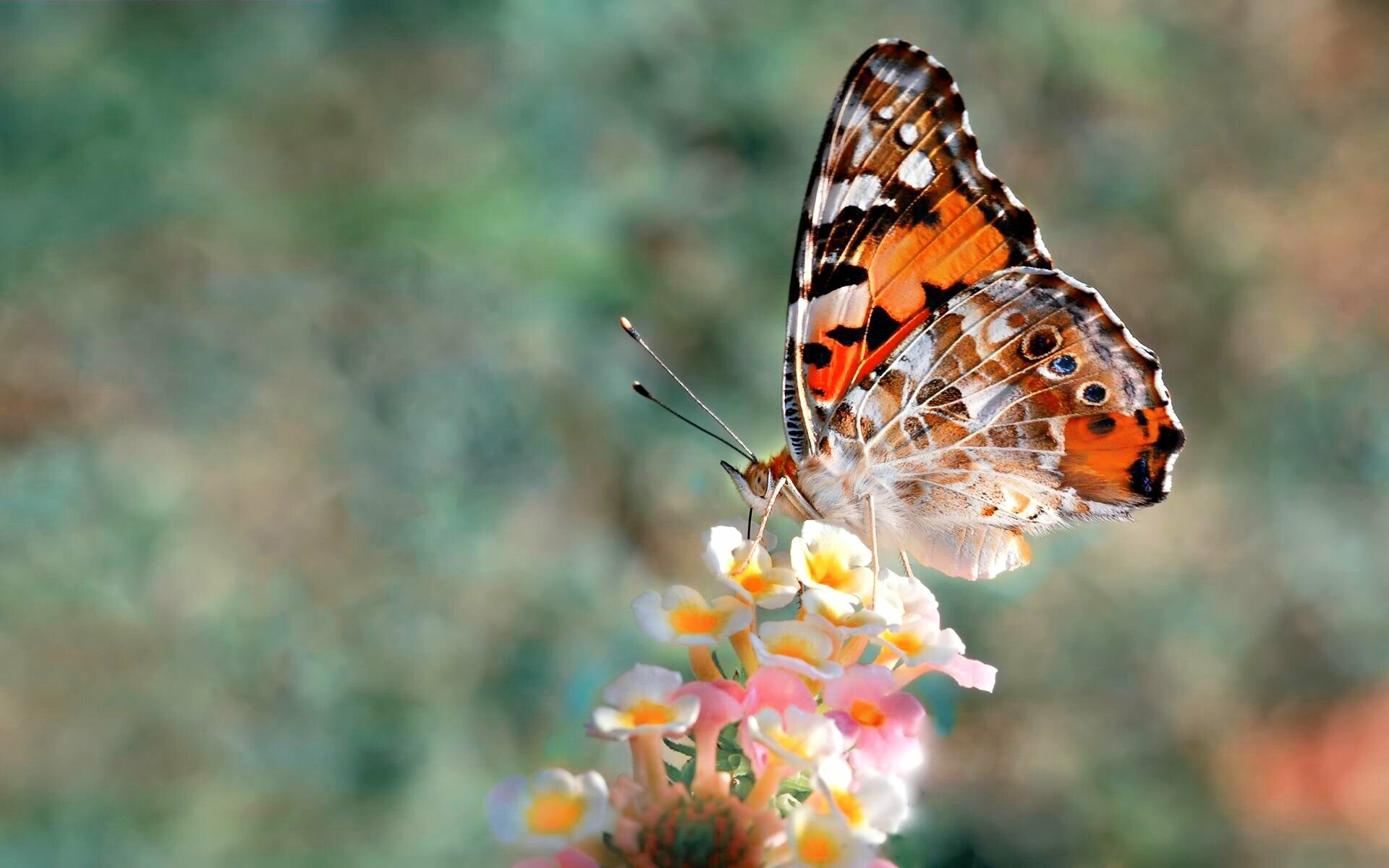 Butterfly wallpapers, Free high definition images, Colorful and vibrant, Delicate and beautiful creatures, 1920x1200 HD Desktop