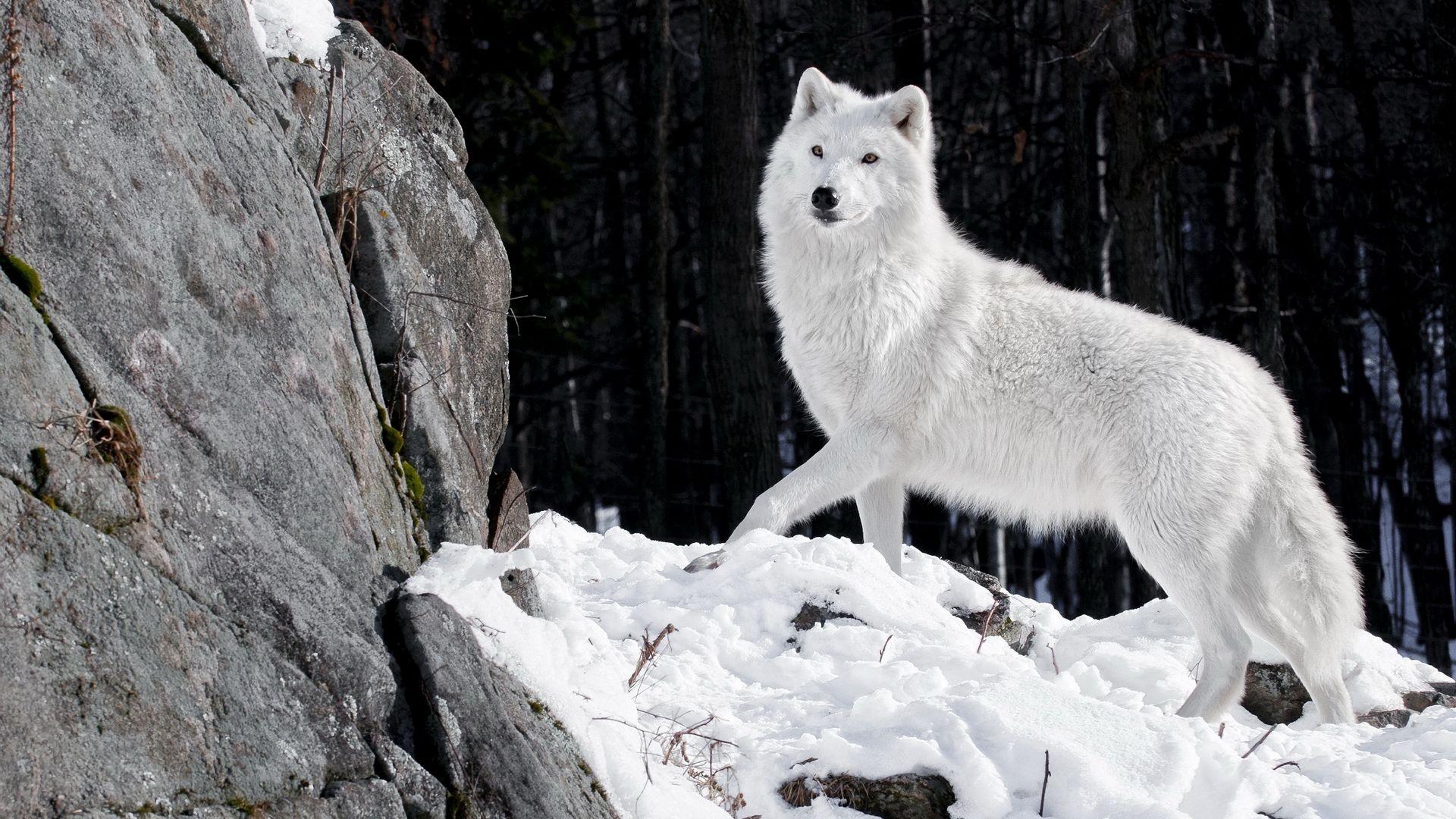 Arctic Wolf, Wolf wallpapers, Mesmerizing beauty, Nature's wonder, 1920x1080 Full HD Desktop