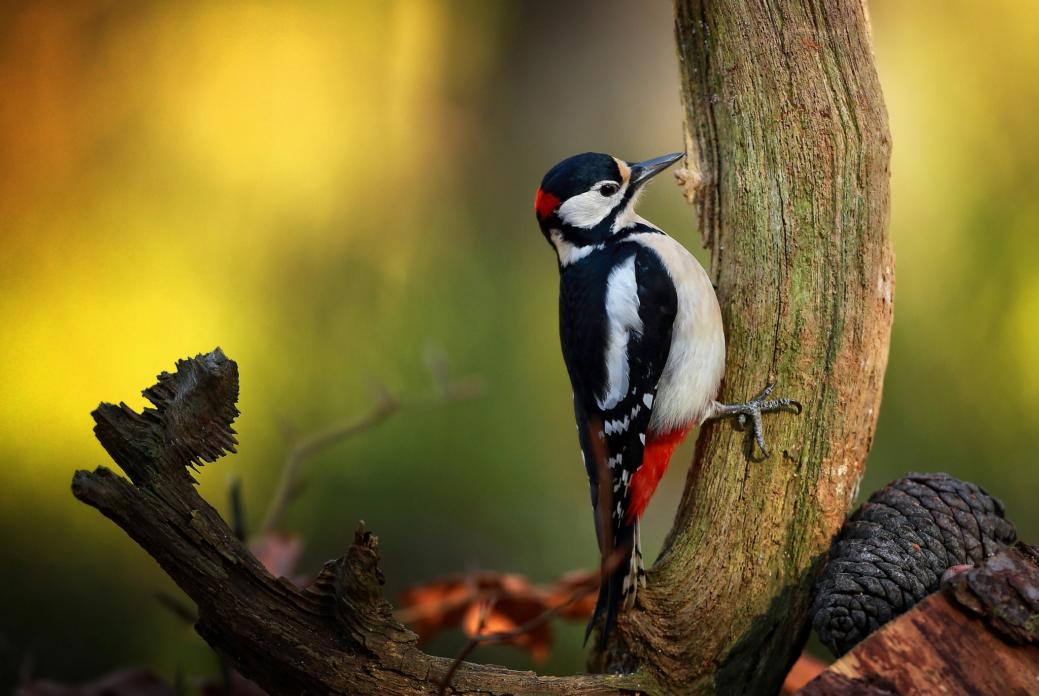 Birds of the world, Woodpecker in autumn, Wildlife photography, Nature's canvas, 2050x1380 HD Desktop