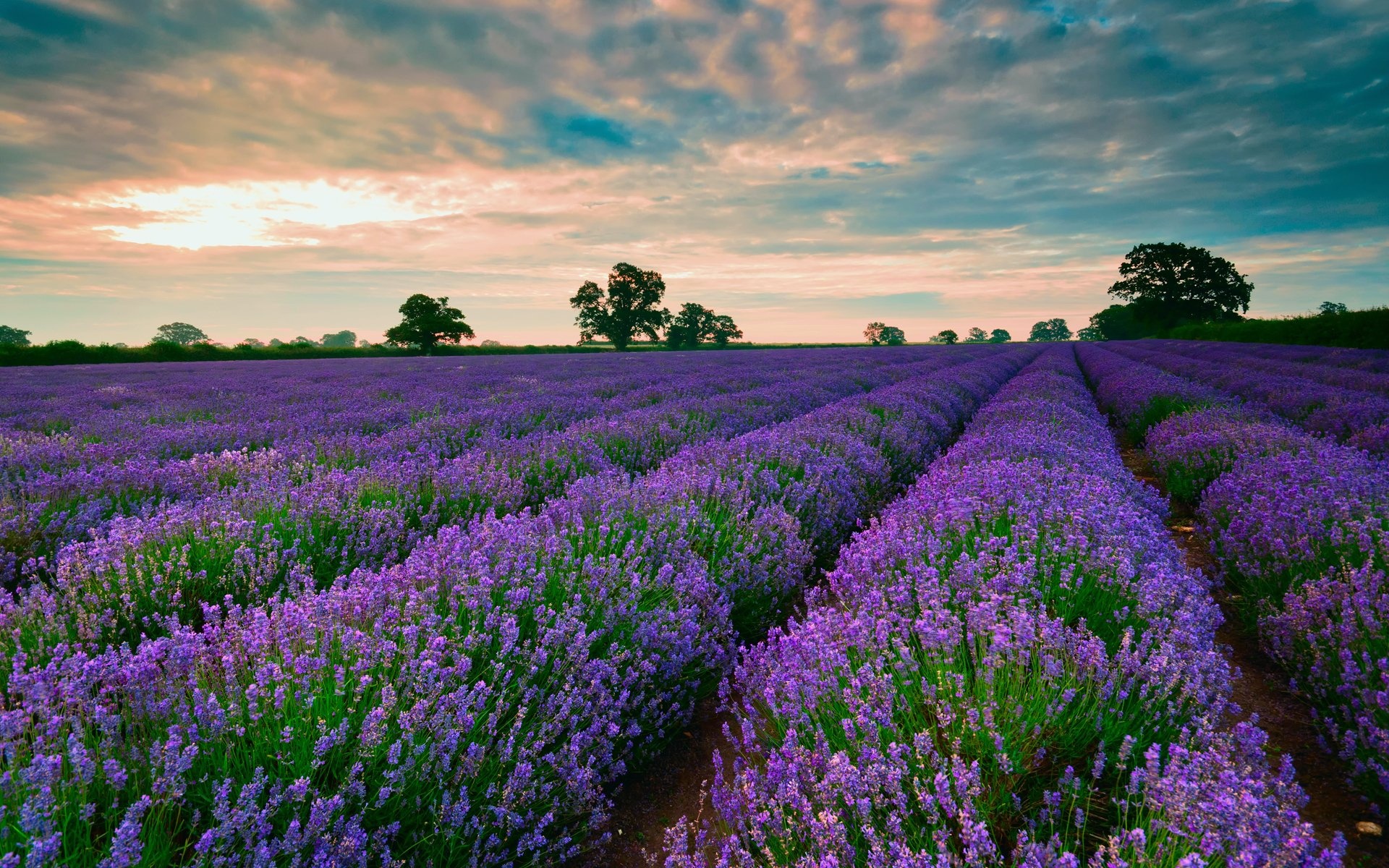 Lavender, HD wallpaper, Breathtaking background, Nature's tranquility, 1920x1200 HD Desktop