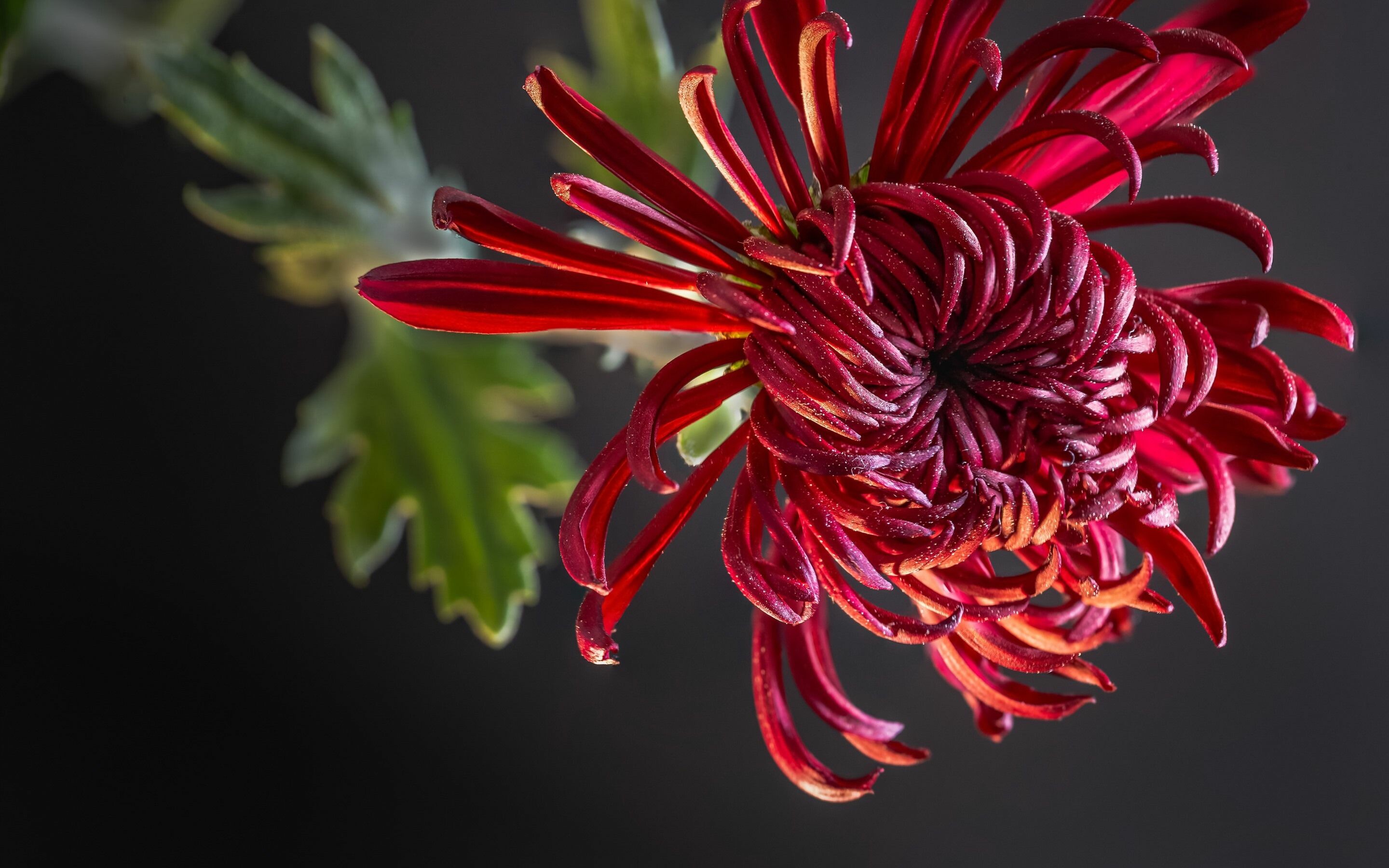 Chrysanthemum: The head has a base covered in layers of phyllaries, Mums. 2880x1800 HD Wallpaper.