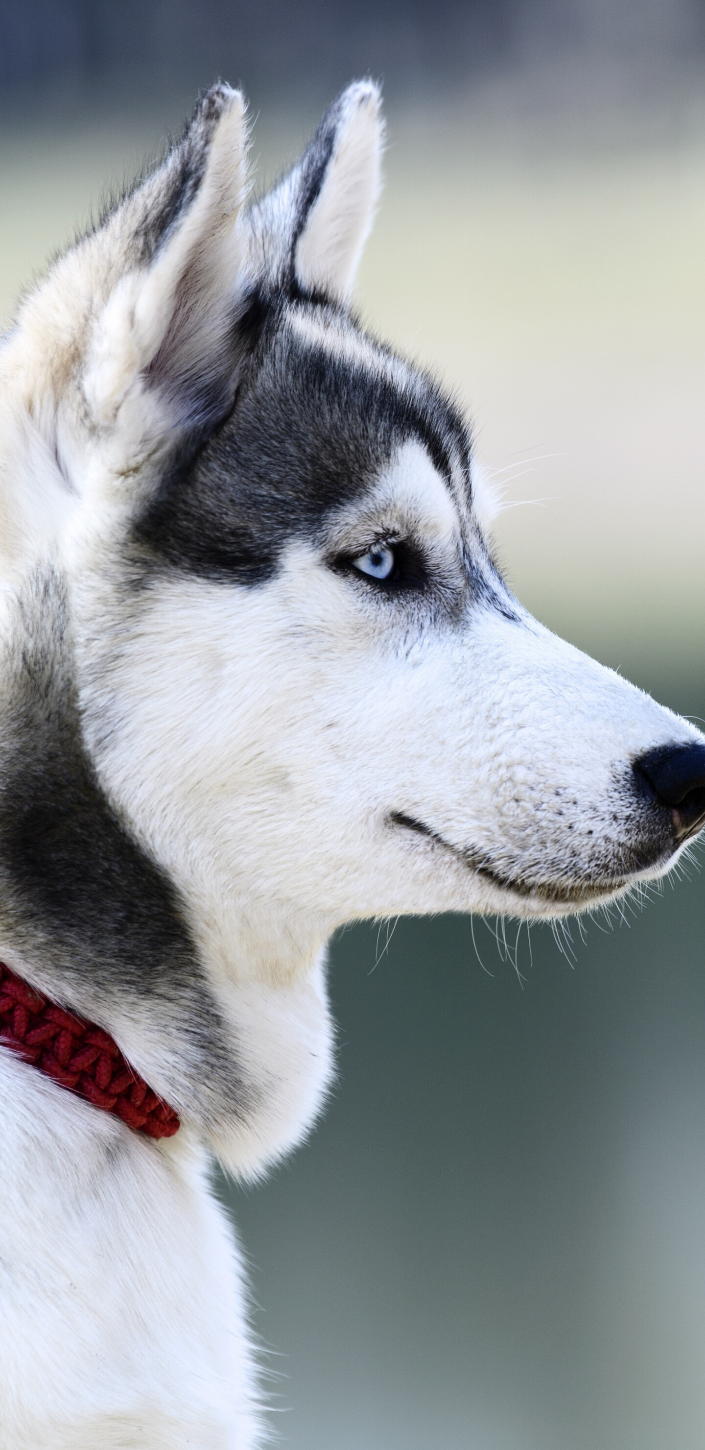 Dog: Husky, Used in the polar regions for work as sled dogs, Muzzle. 1440x2960 HD Wallpaper.