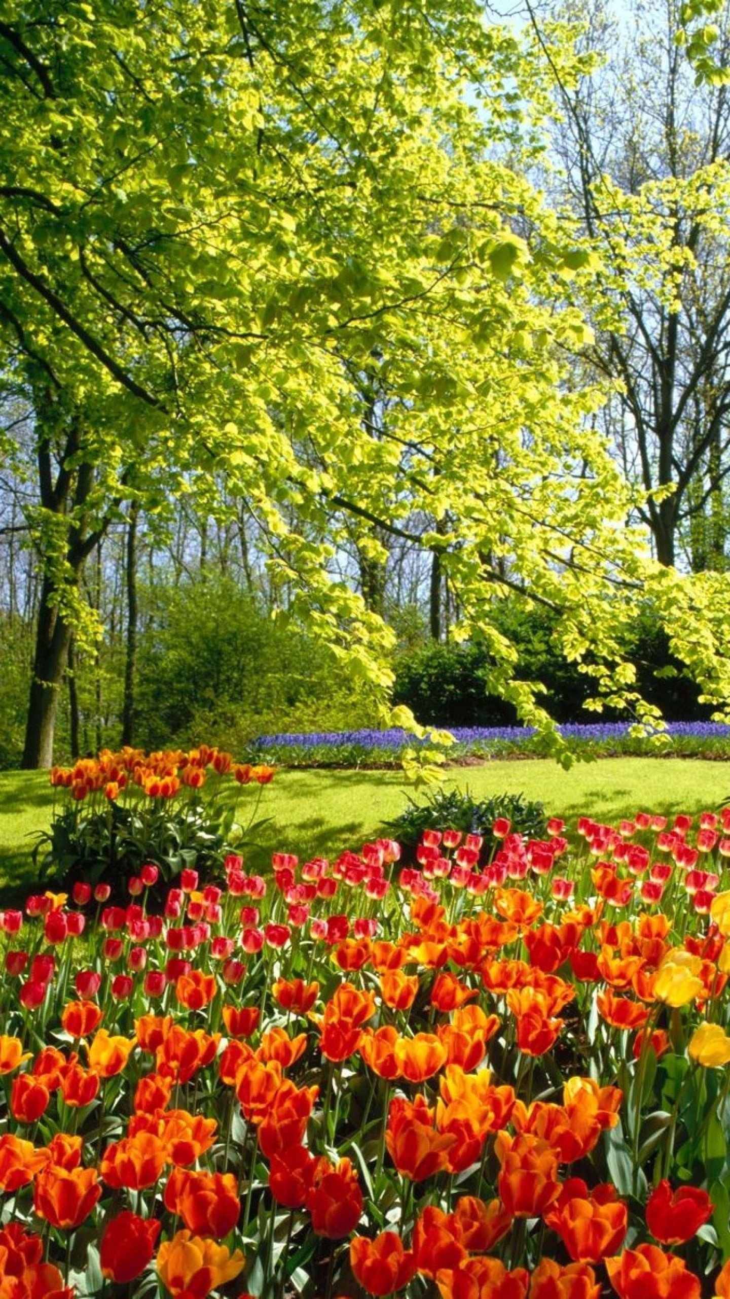 Floral paradise, Vibrant flowers, Nature's artwork, Breathtaking beauty, 1440x2560 HD Phone