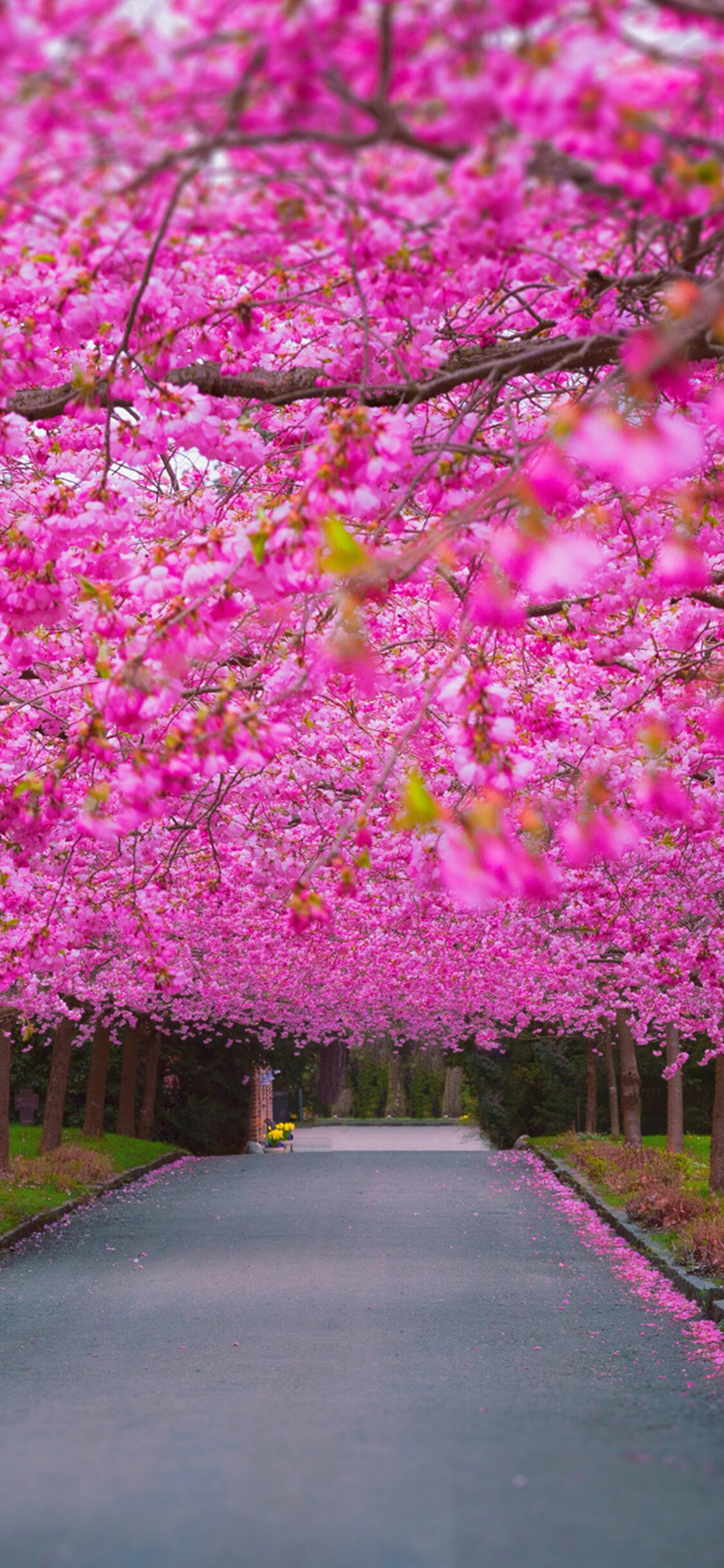 Park (Nature), Cherry blossom park, iPhone wallpapers, HD 4k, 1130x2440 HD Phone
