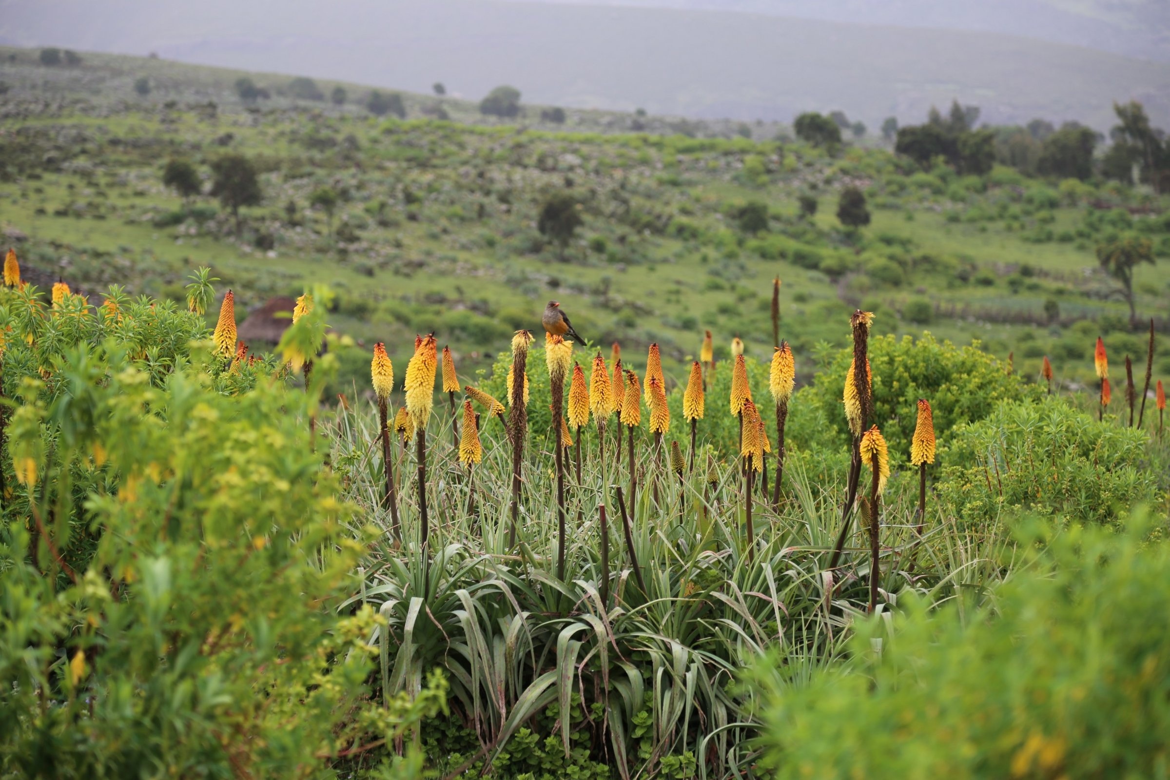 Bale Mountains National Park, Nature's wonderland, Ethiopian biodiversity, 4-day tour, 2400x1600 HD Desktop