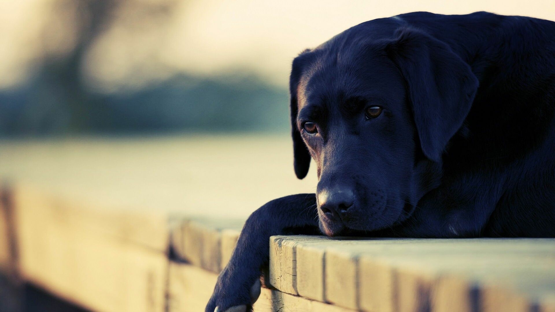 Labrador: Friendly, gentle, intelligent, and eager to please, it is an ideal hunting companion and family dog, Working animal. 1920x1080 Full HD Wallpaper.