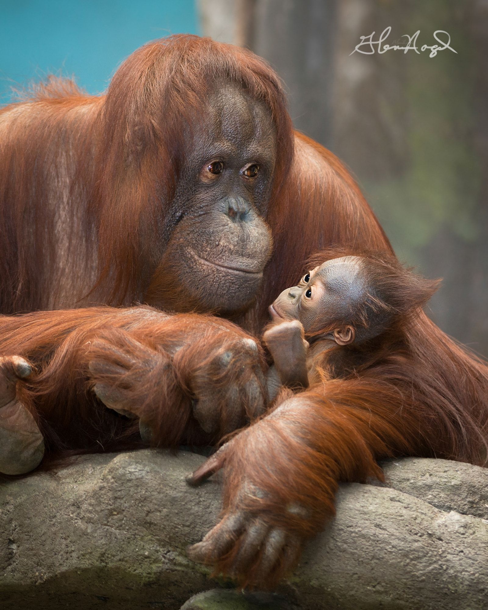 Latest orangutans ideas, Primates baby orangutan, Wildlife photography, Natural habitat, 1600x2000 HD Phone