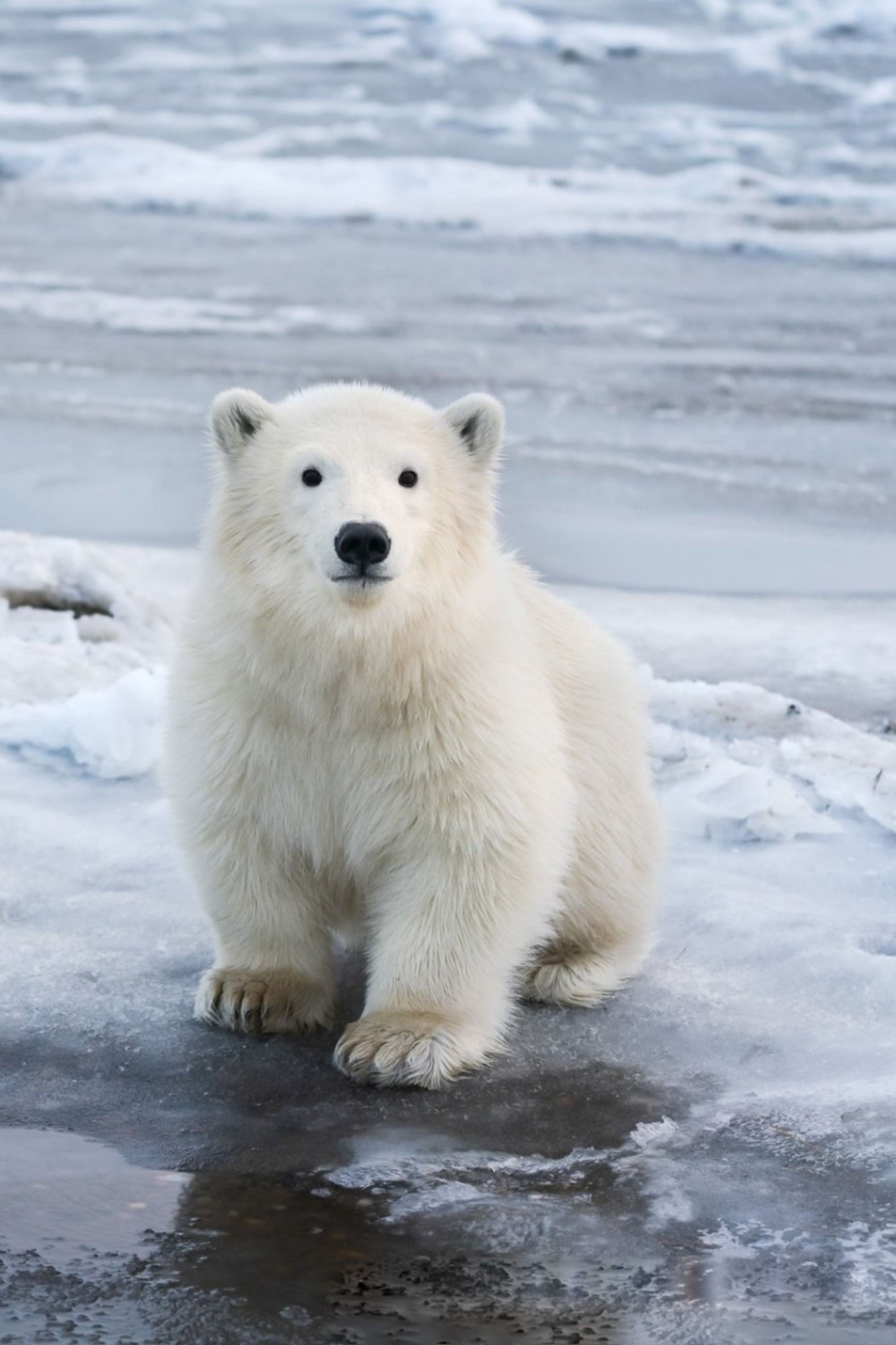 Baby polar bears, Cute and cuddly, Playful antics, Nature's adorable creations, 1920x2880 HD Phone