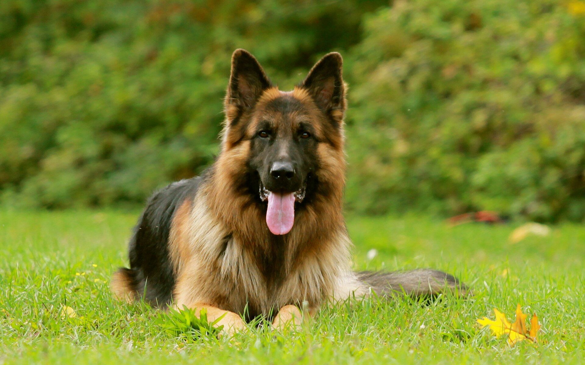 German Shepherd: Females are from 55 to 60 cm tall at the shoulder and weigh between 25 and 32 kg. 1920x1200 HD Wallpaper.
