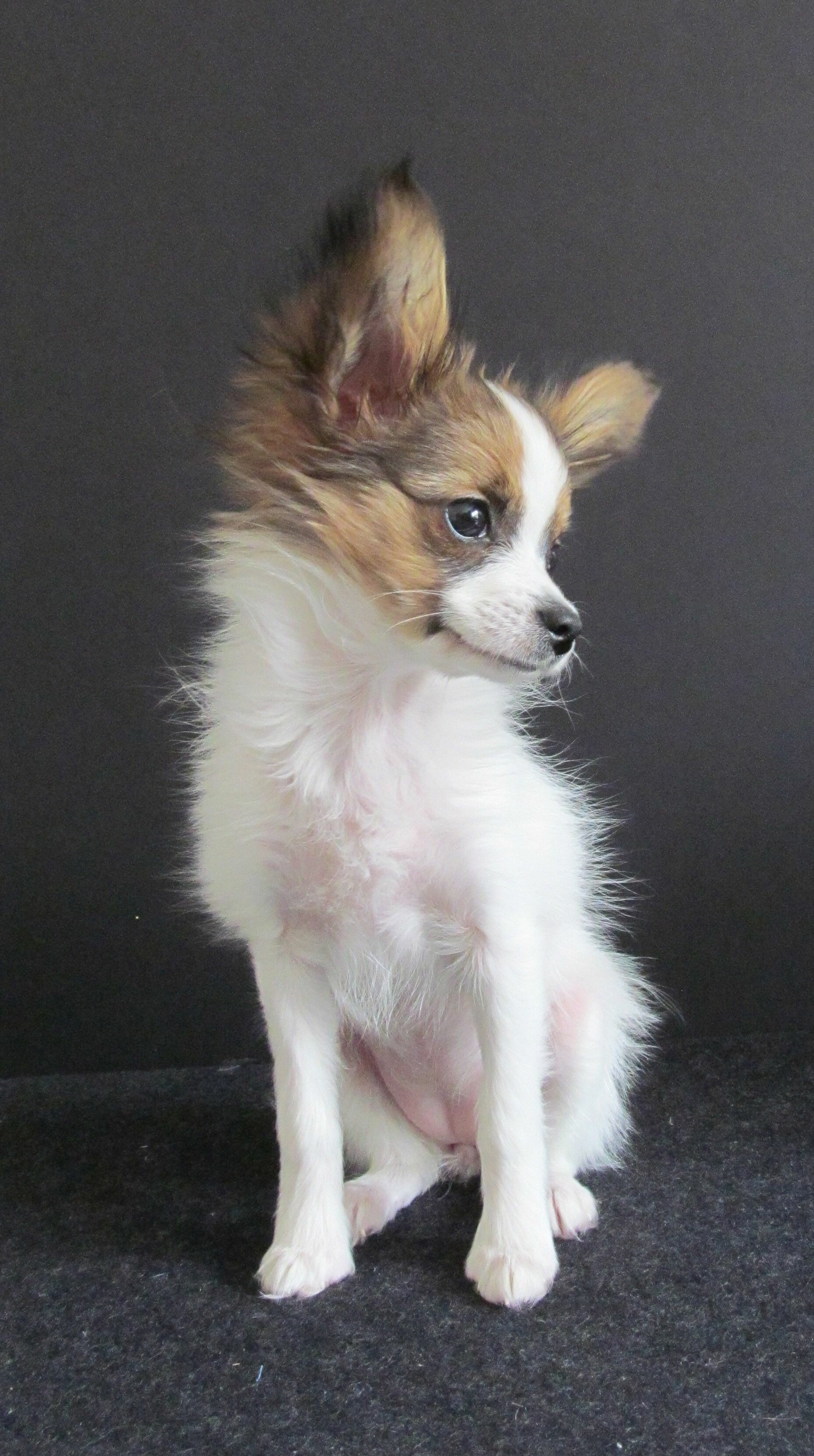 Papillon Dog: A breed of the spaniel type, Puppy, Animal, Mammal. 1860x3330 HD Background.