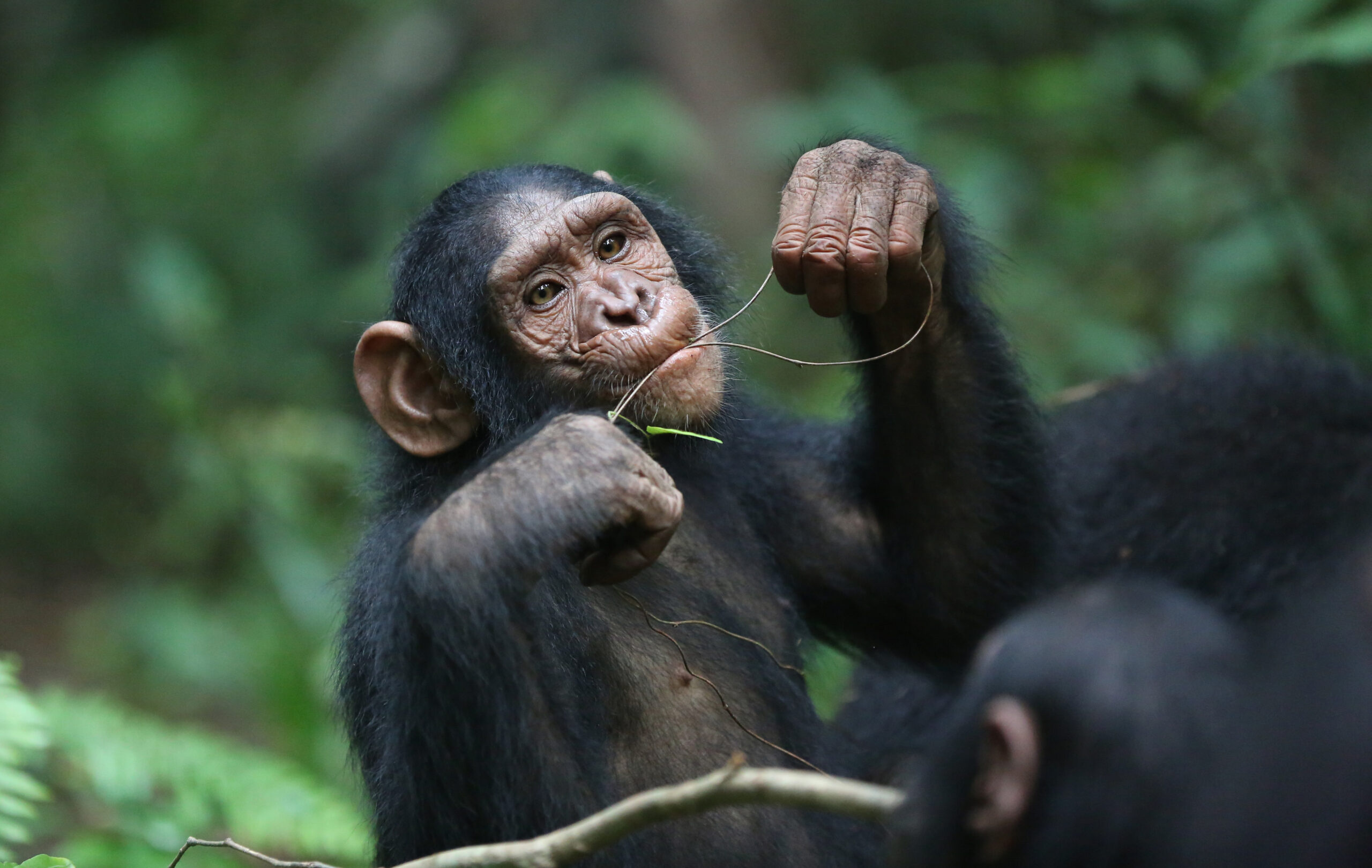 Chimpanzee, Dietary habits, Jane Goodall's observations, Primate sustenance, 2560x1620 HD Desktop