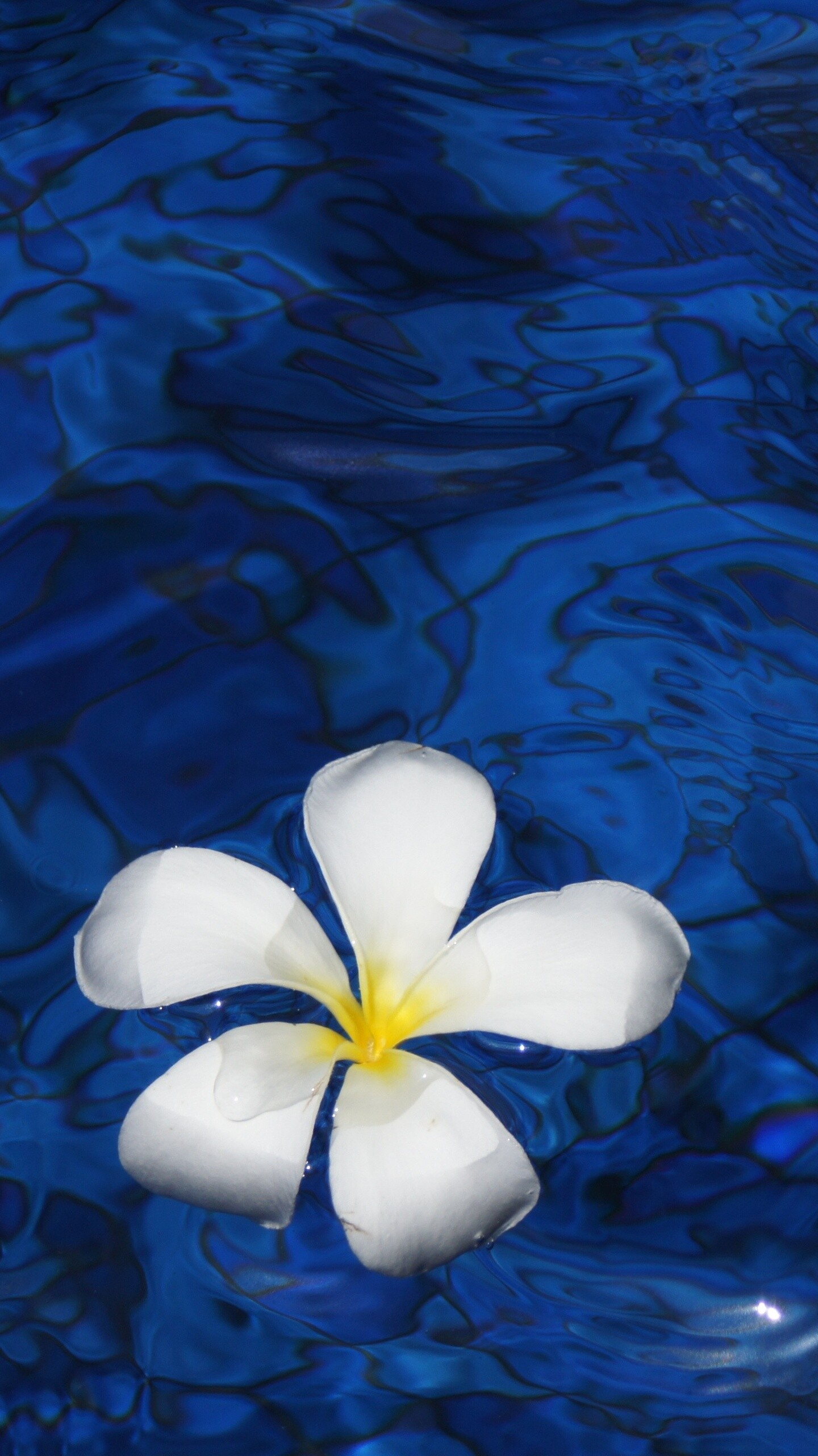 Frangipani Flower: A deciduous, ornamental tree to 6m with highly perfumed flowers, popular as a garden specimen or as a street tree. 1440x2560 HD Wallpaper.