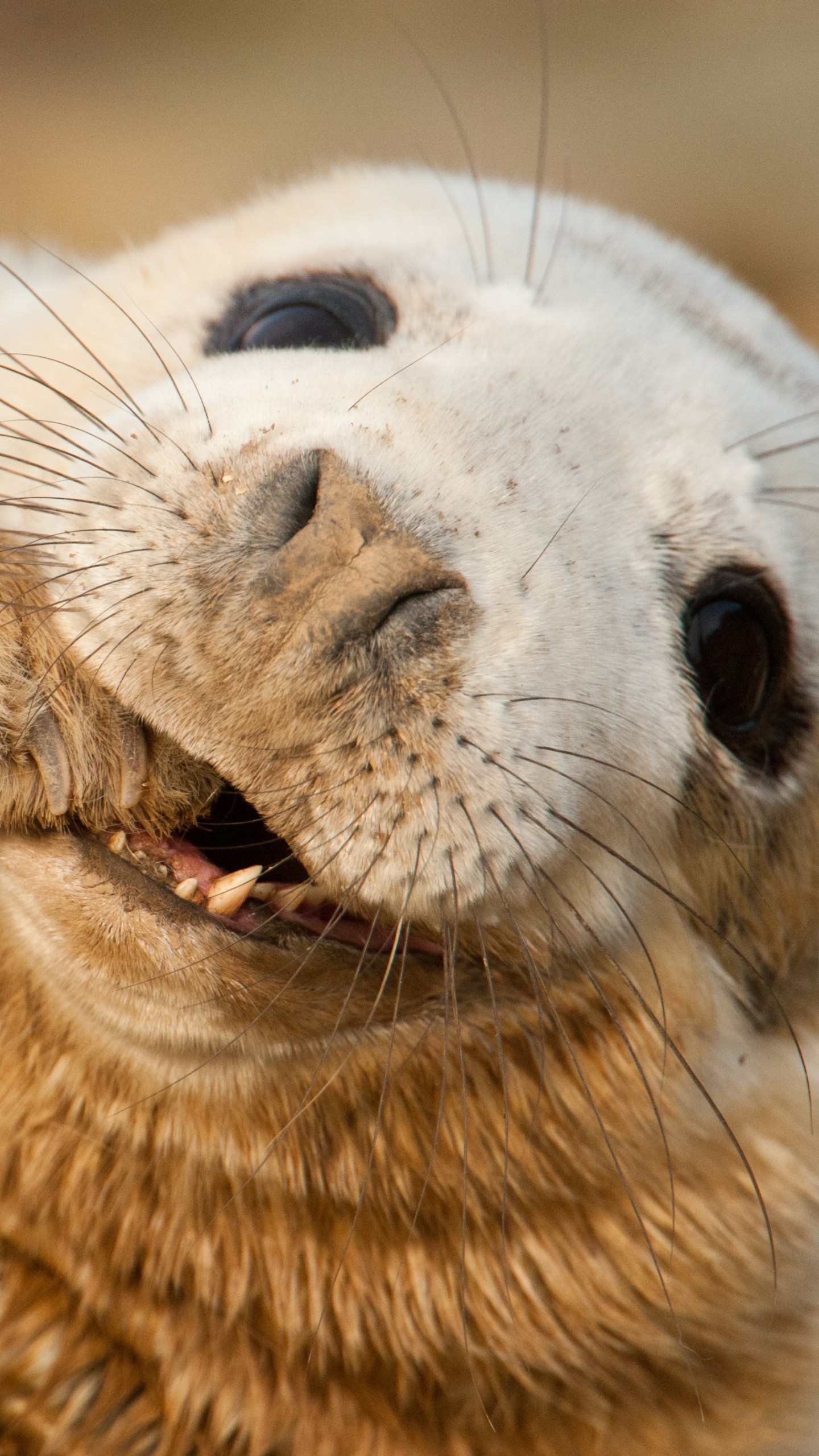 Wallpaper grey seal, Scotland, Sable Island, Funny teeth, 1440x2560 HD Phone