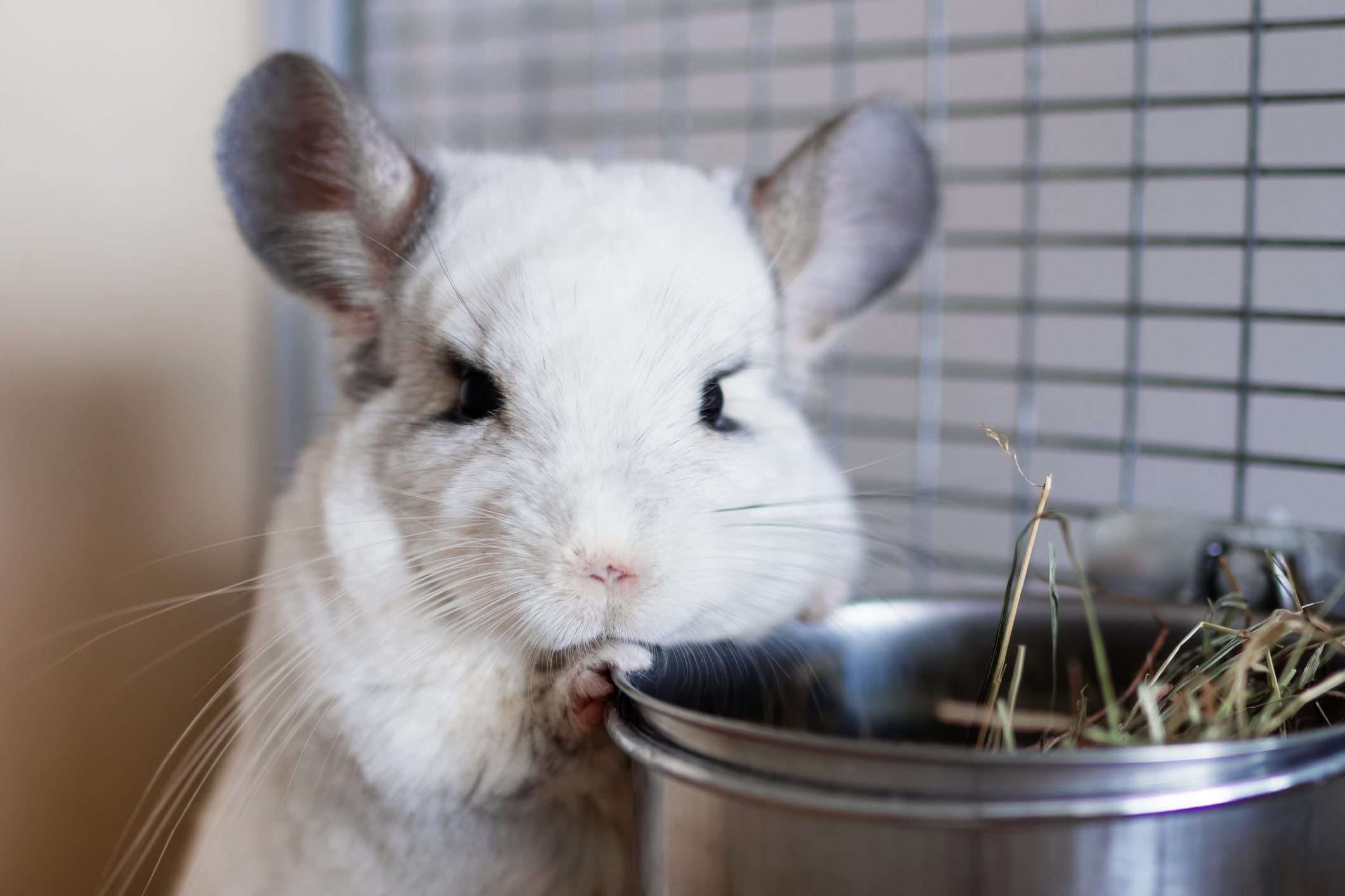 Chinchilla pictures, Adorable pet, Small and fluffy, Rodent companions, 2130x1420 HD Desktop